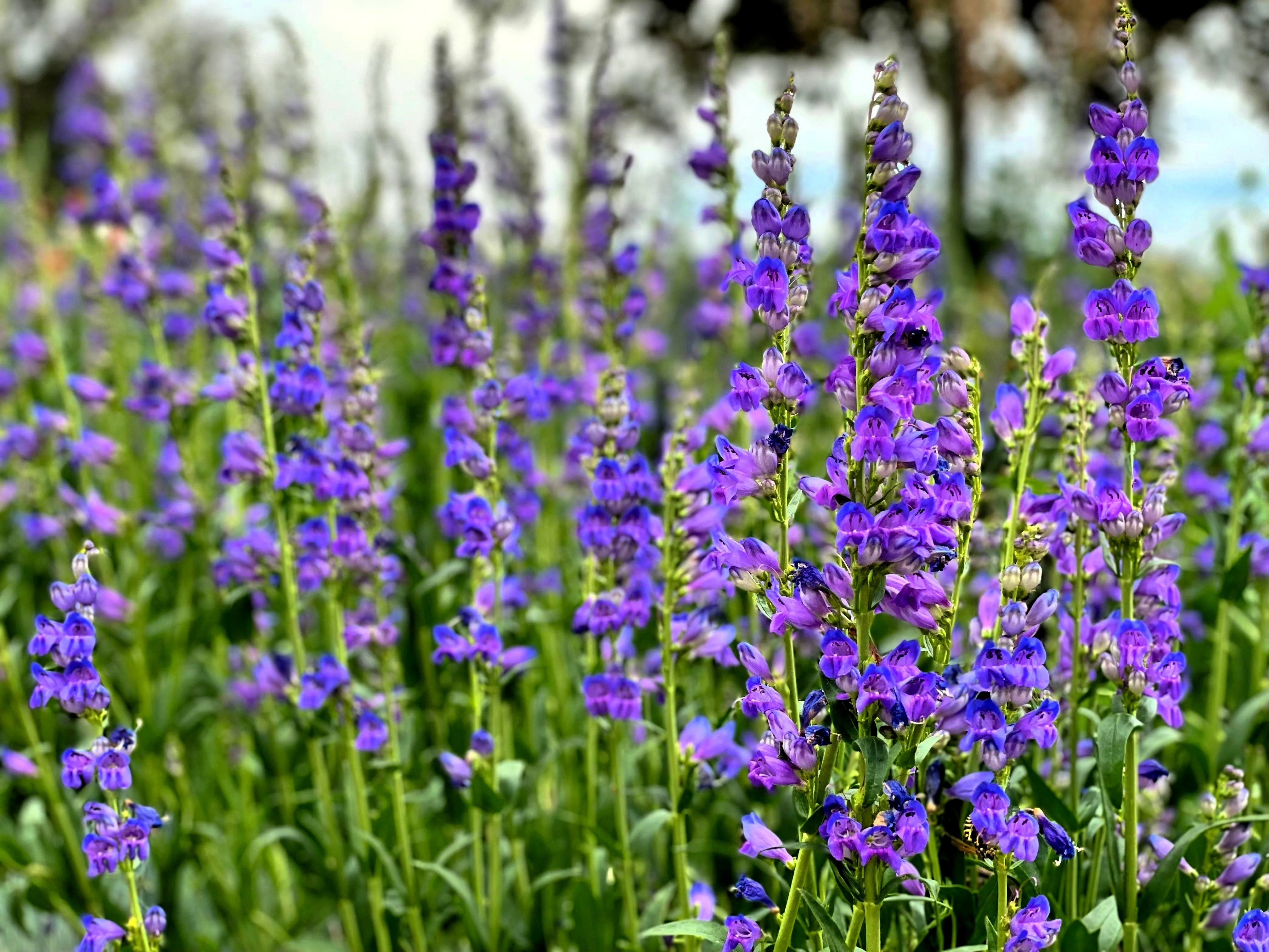 300 Blue ROCKY MOUNTAIN BEARDTONGUE Penstemon Strictus Flower Seeds - Image 2