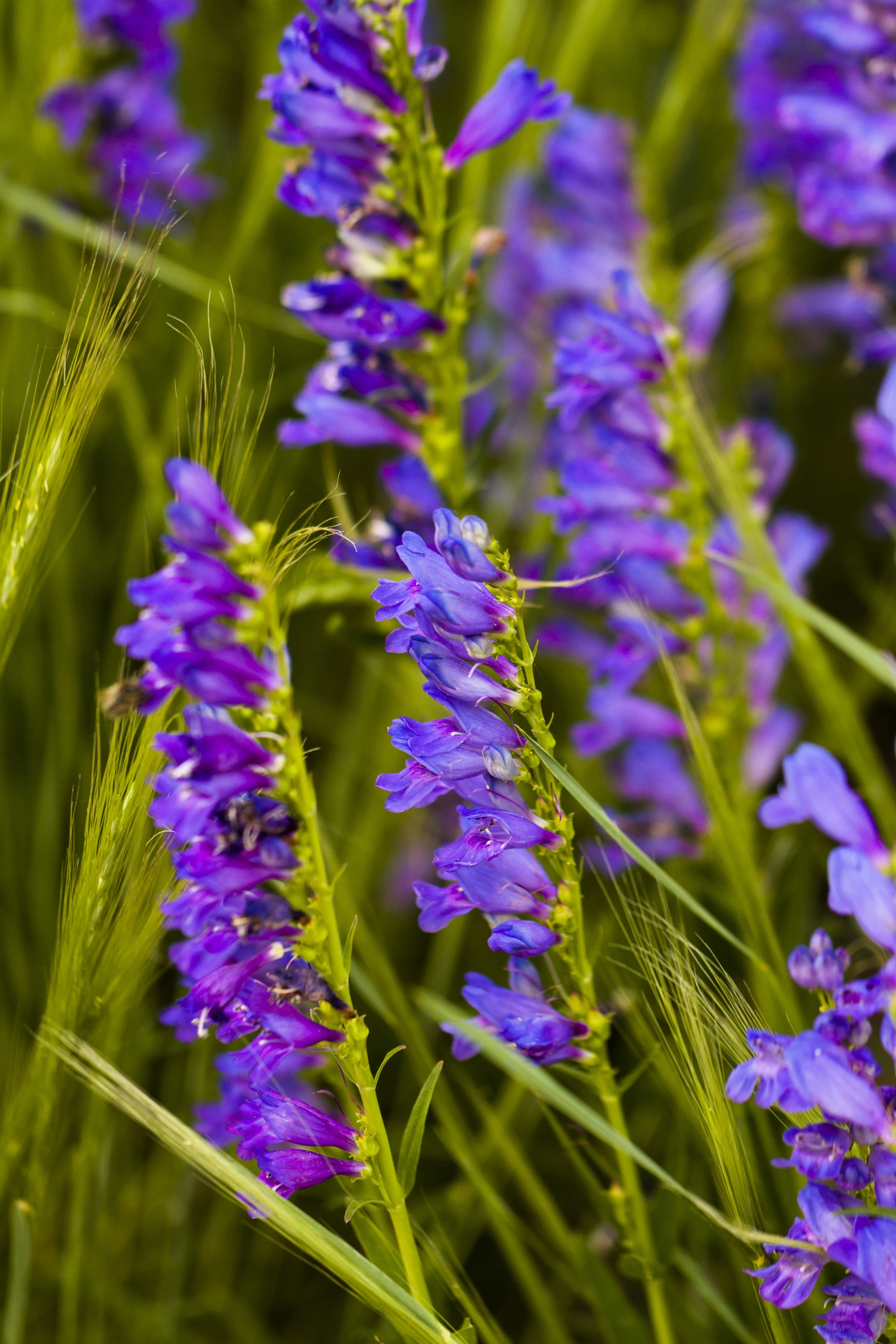 300 Blue ROCKY MOUNTAIN BEARDTONGUE Penstemon Strictus Flower Seeds - Image 5