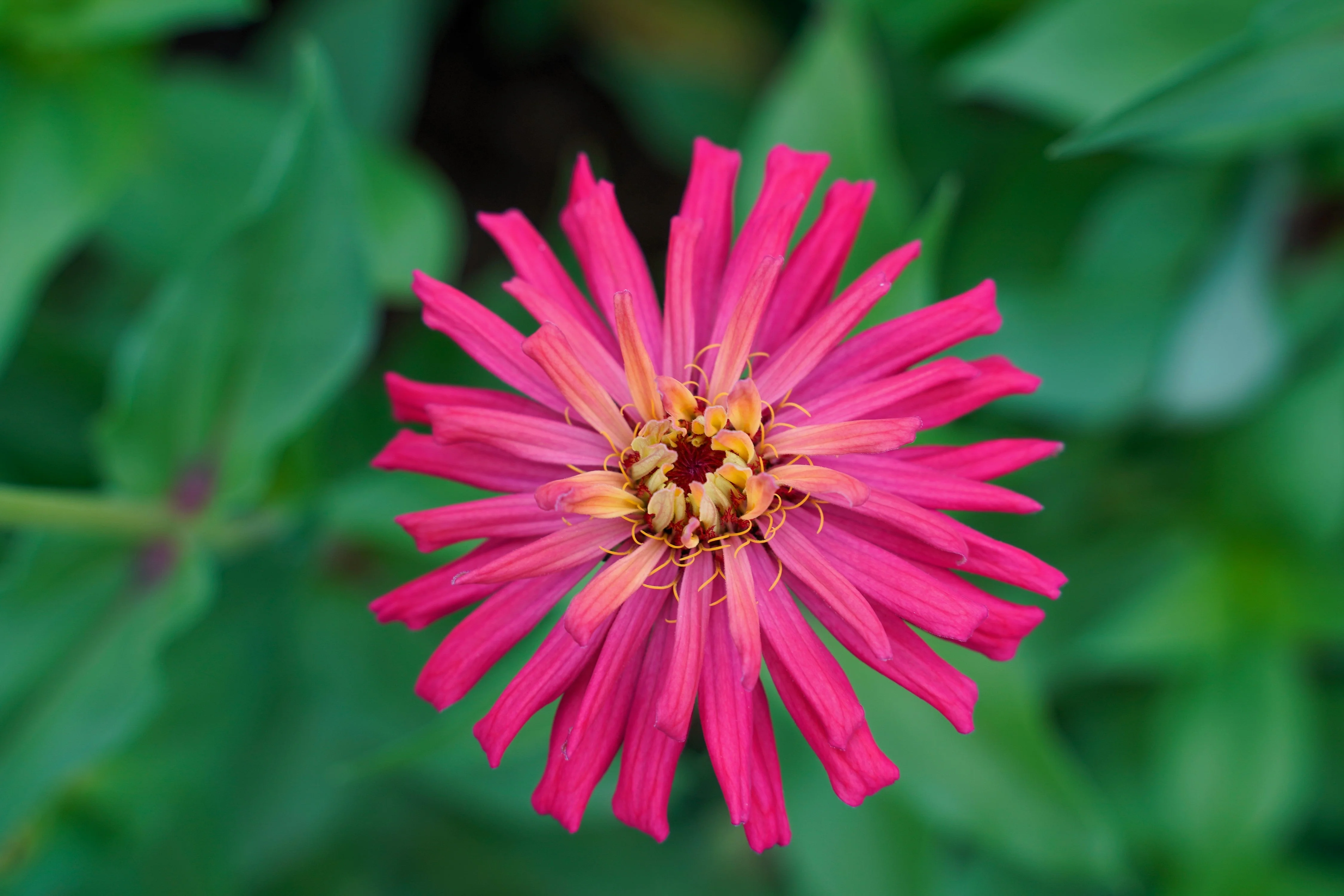300 Burpeeana Giant Mix CACTUS FLOWERED ZINNIA Elegans Flower Seeds - Image 3