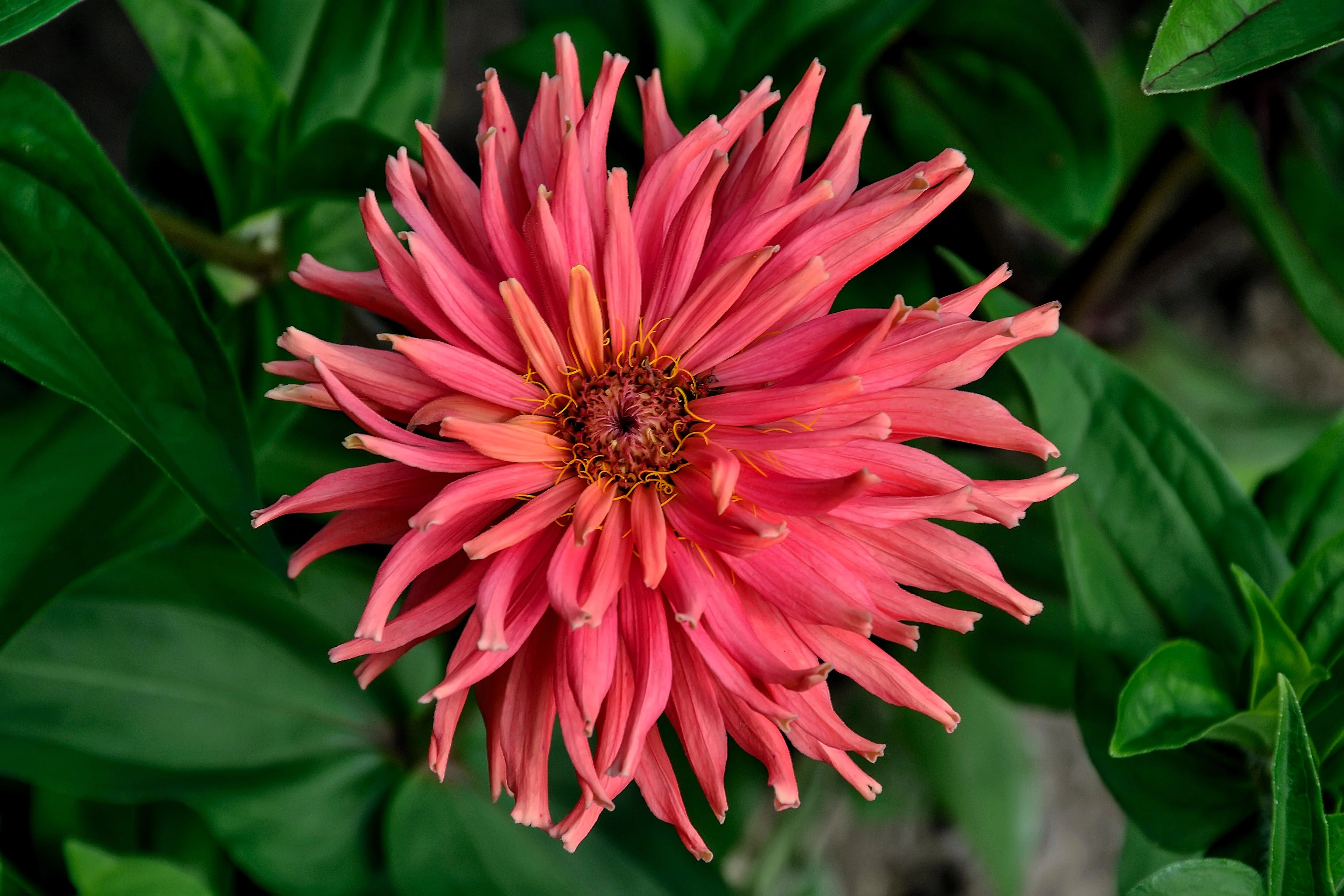 300 Burpeeana Giant Mix CACTUS FLOWERED ZINNIA Elegans Flower Seeds - Image 6