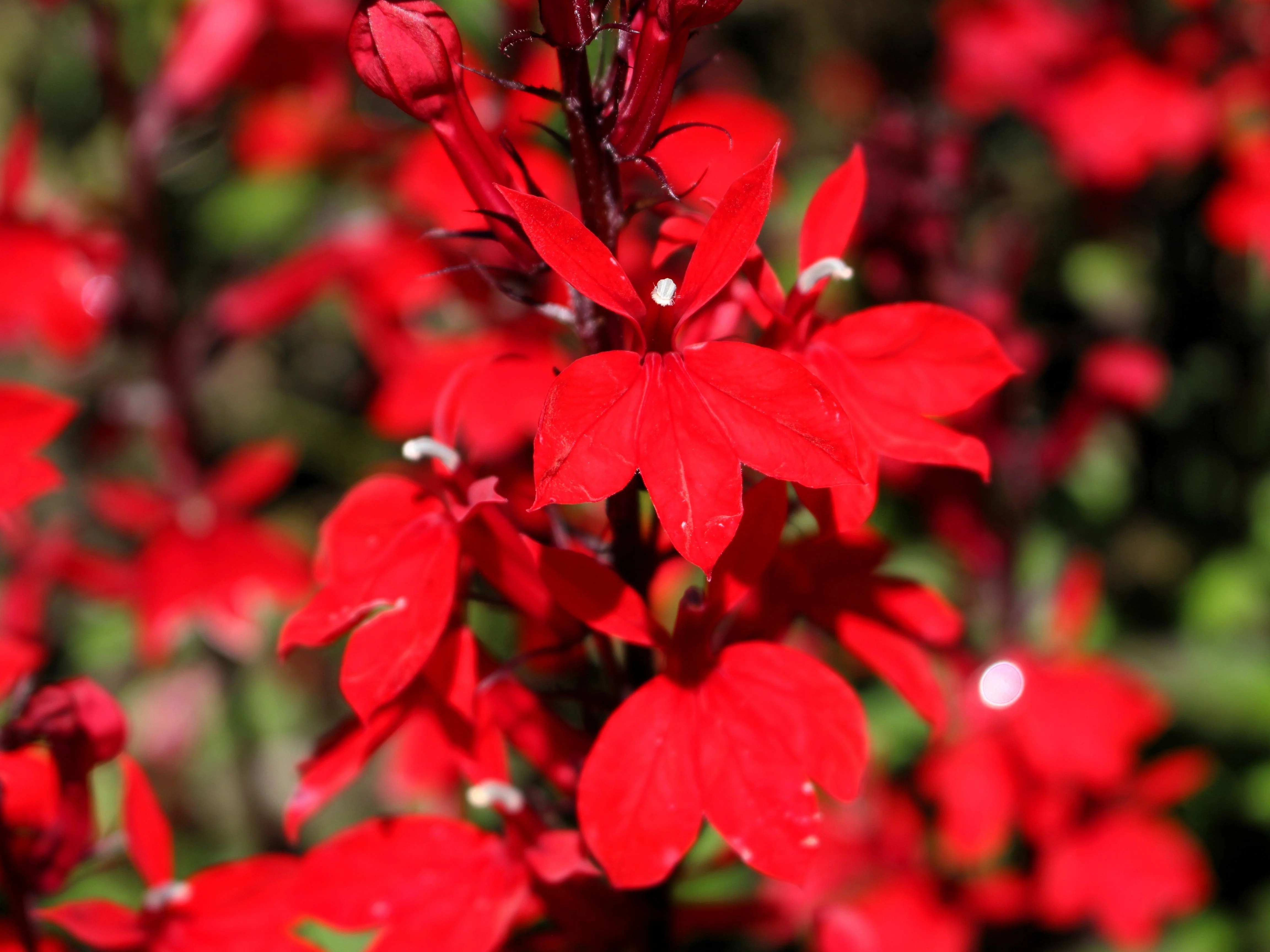 300 CARDINAL FLOWER LOBELIA Cardinalis Flower Seeds - Image 4