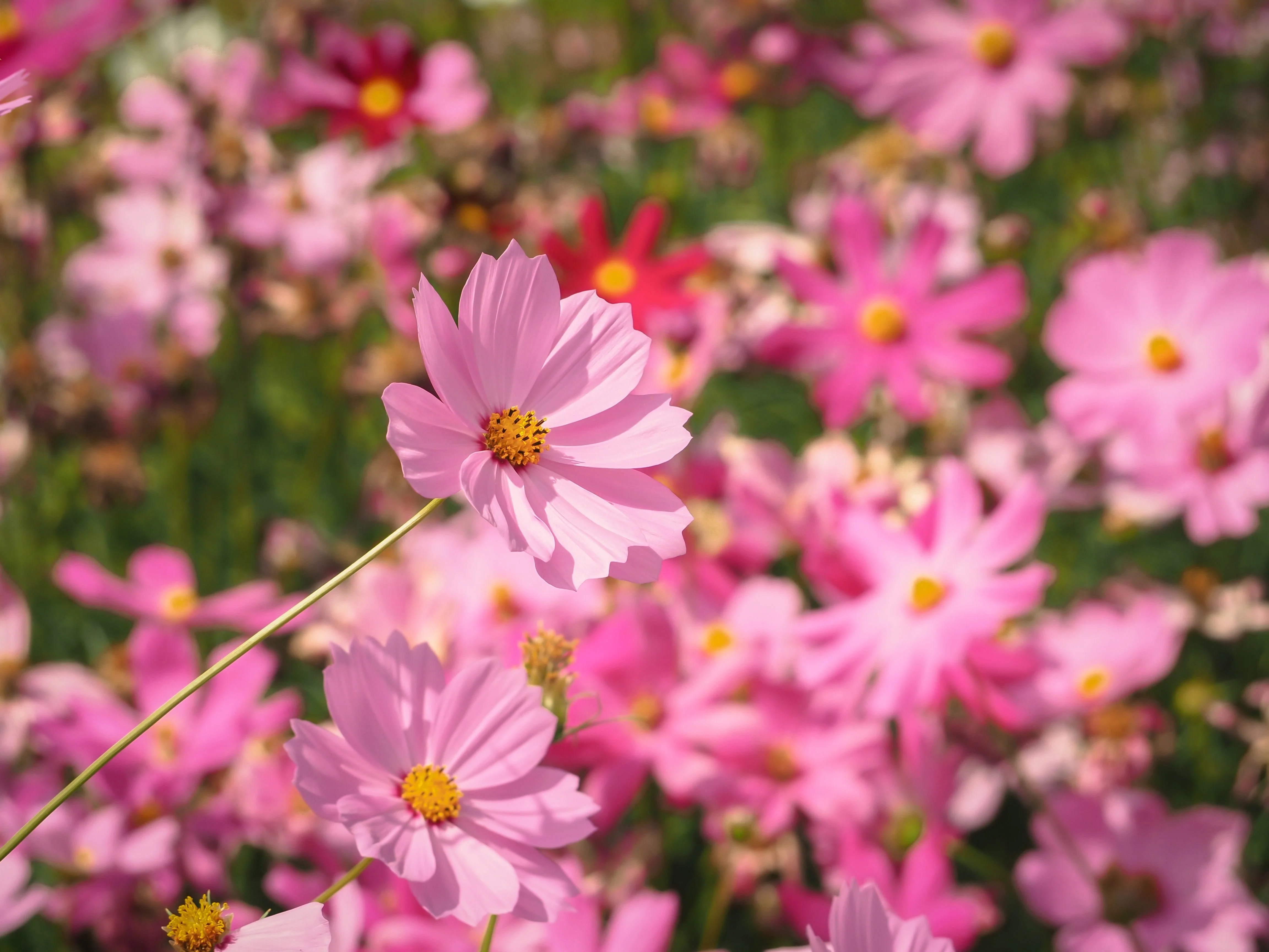 300 DWARF PINK COSMOS Cosmos Bipinnatus Flower Seeds - Image 9