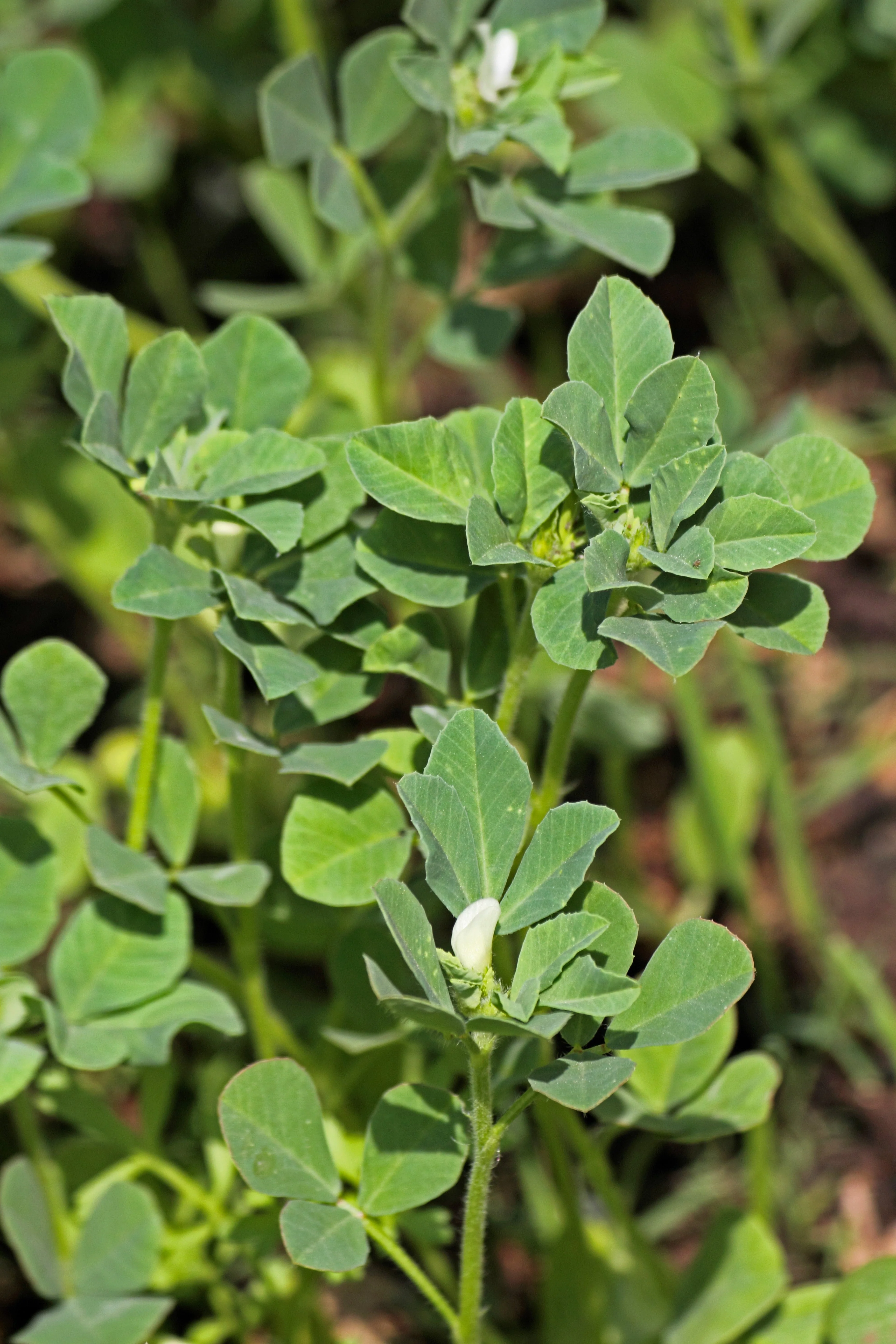 300 FENUGREEK Trigonella Foenum Graecum Herb Flower Seeds - Image 4