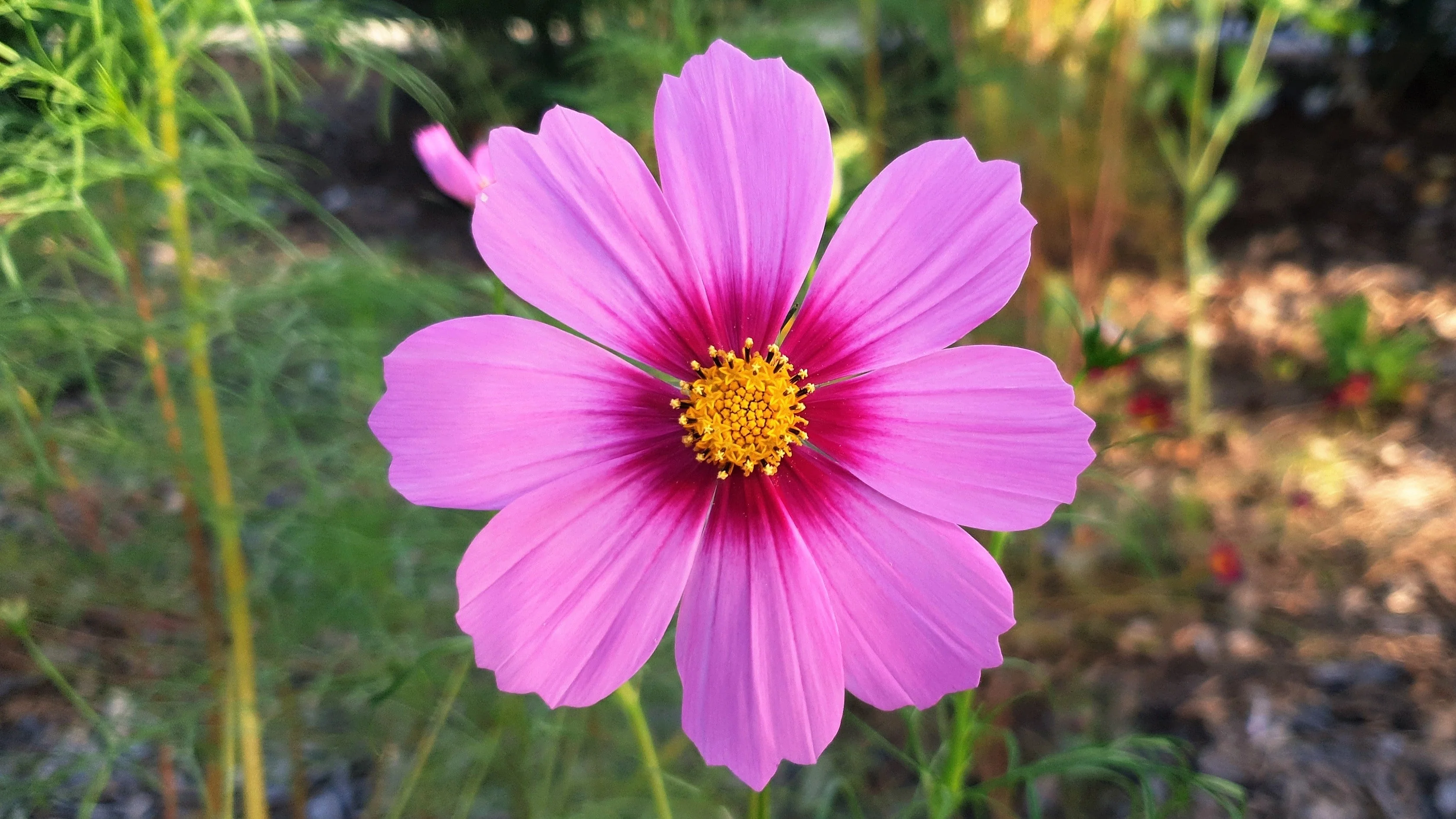 300 GLORIA COSMOS Bipinnatus 2-Tone Pink Fast Growing Flower Seeds - Image 6