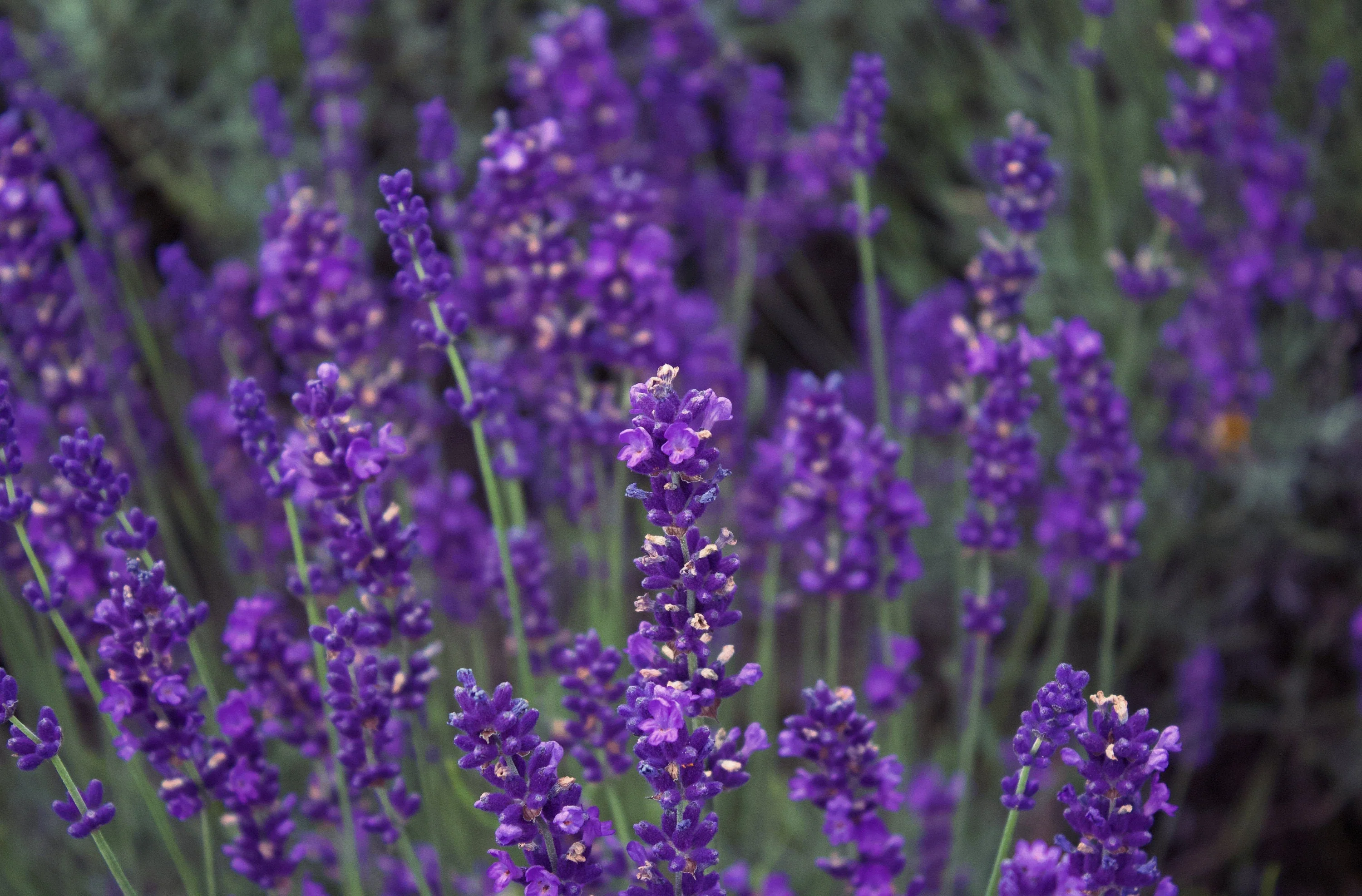 300 ITALIAN LAVENDER Lavandula Angustifolia Lavender Blue Purple Fragrant Flower Herb Seeds - Image 4