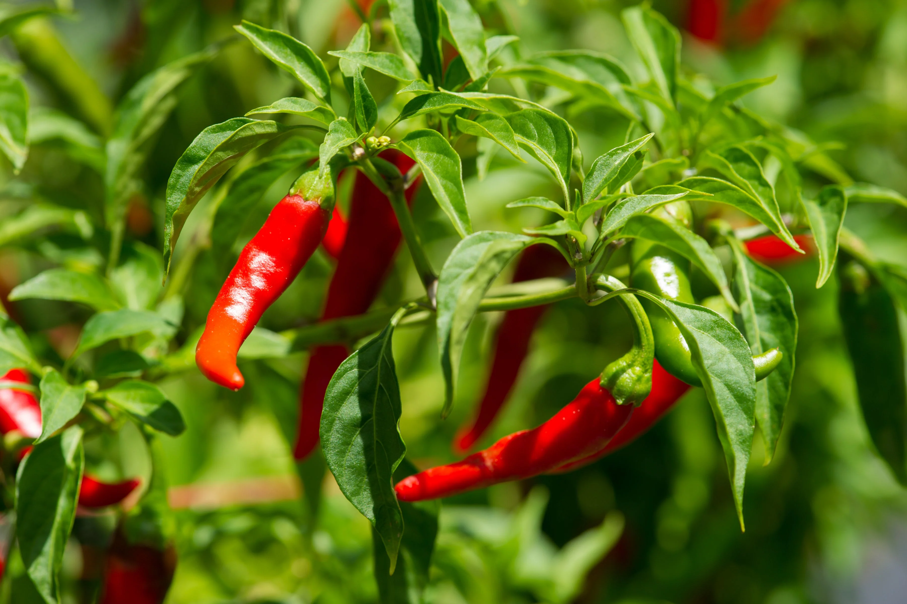 300 LONG Red CAYENNE PEPPER Hot Capsicum Annuum Vegetable Seeds - Image 3