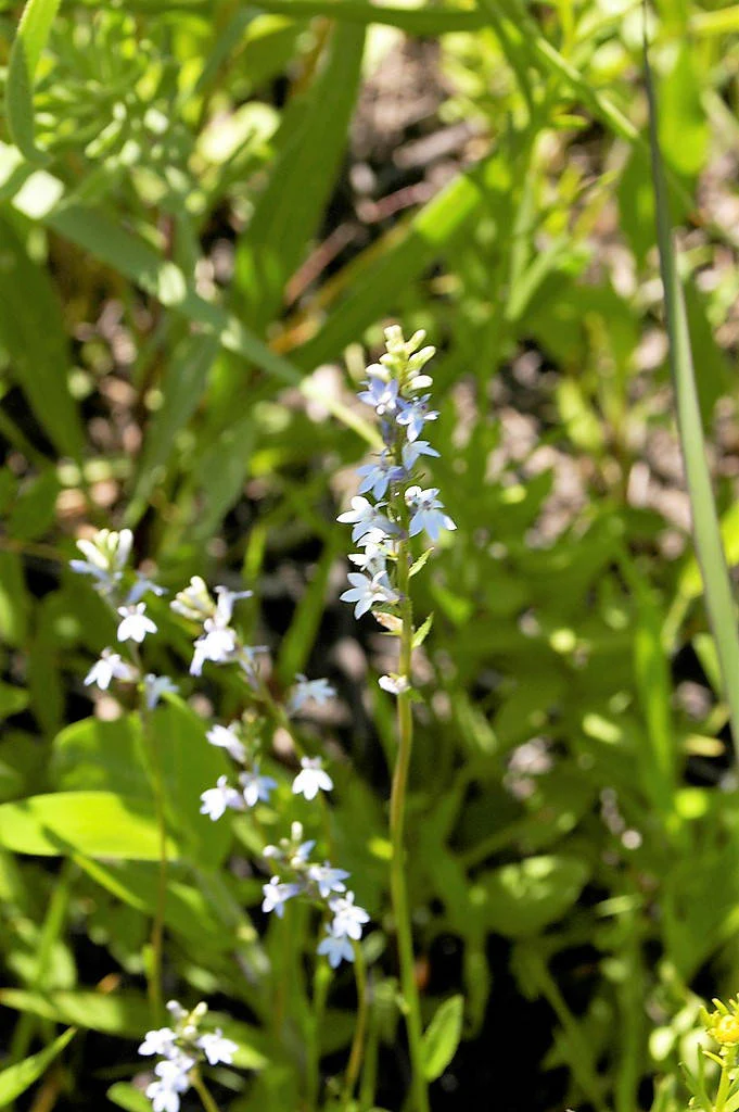300 PALESPIKE LOBELIA Upright Light Blue Pale Spiked Spicata Flower Seeds - Image 3