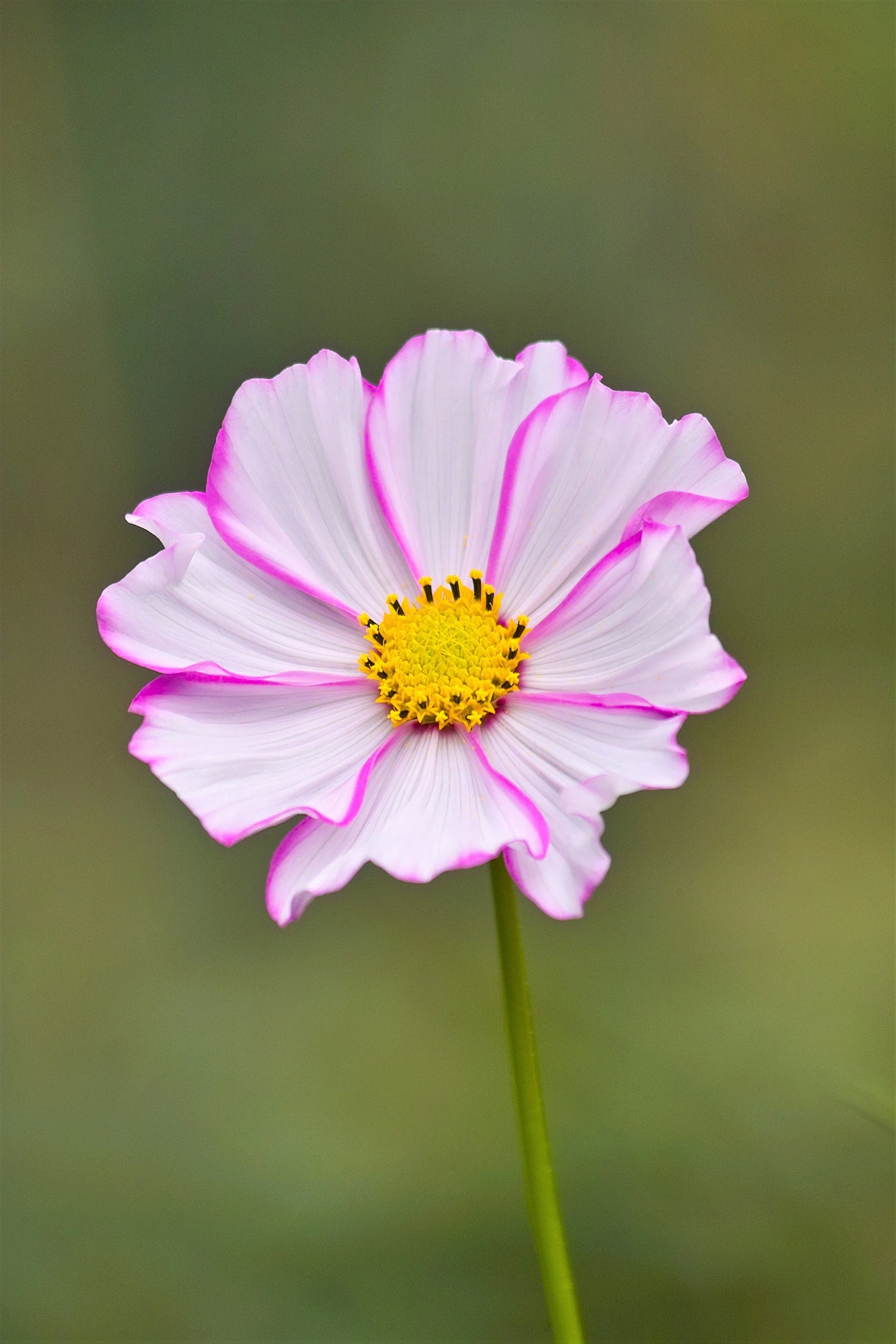300 PICOTEE COSMOS Bipinnatus 2-Tone White Pink Magenta Fast Growing Flower Seeds - Image 9