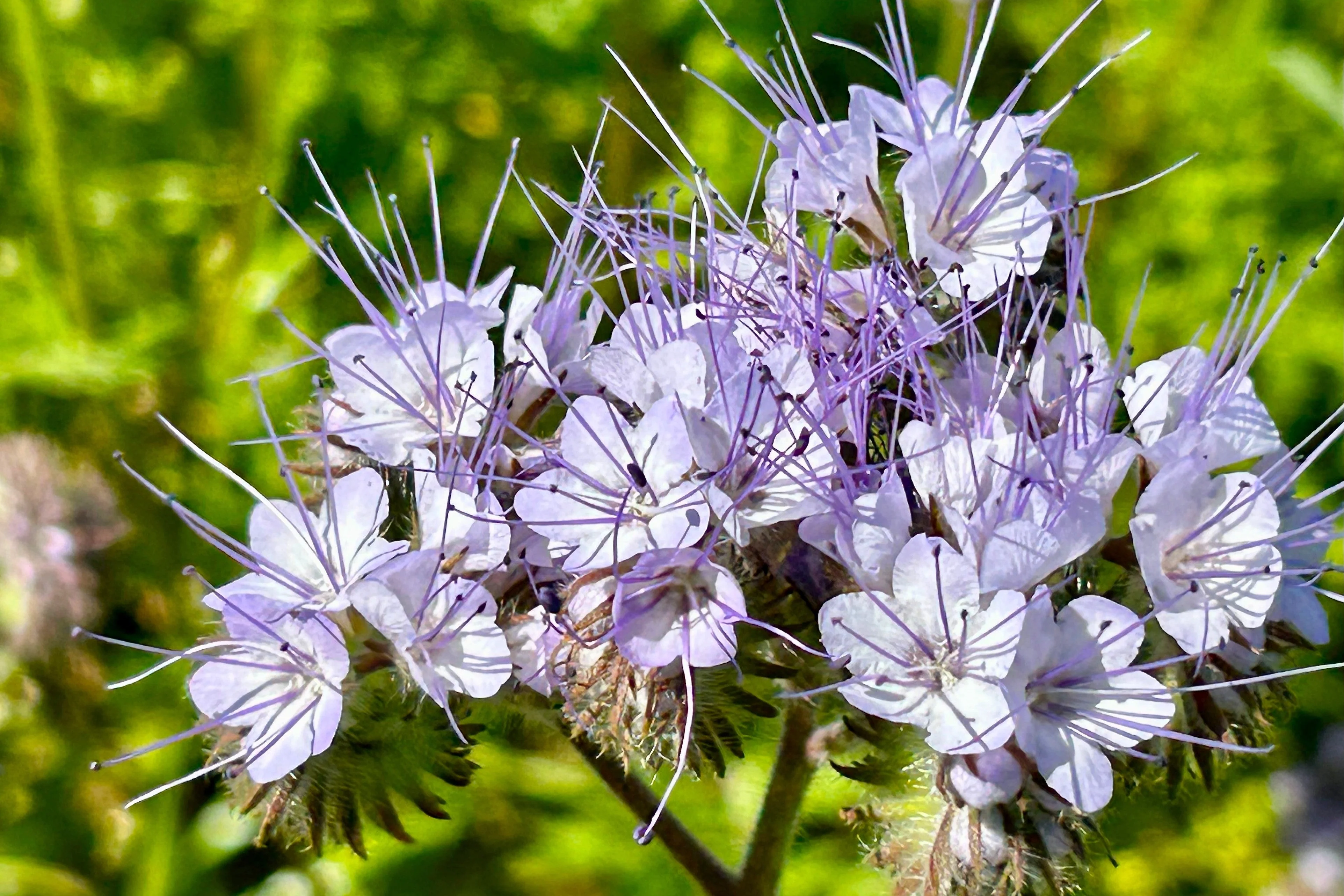 300 PURPLE TANSY Lacy Fiddleneck Phacelia Tanacetifolia Flower Seeds - Image 8