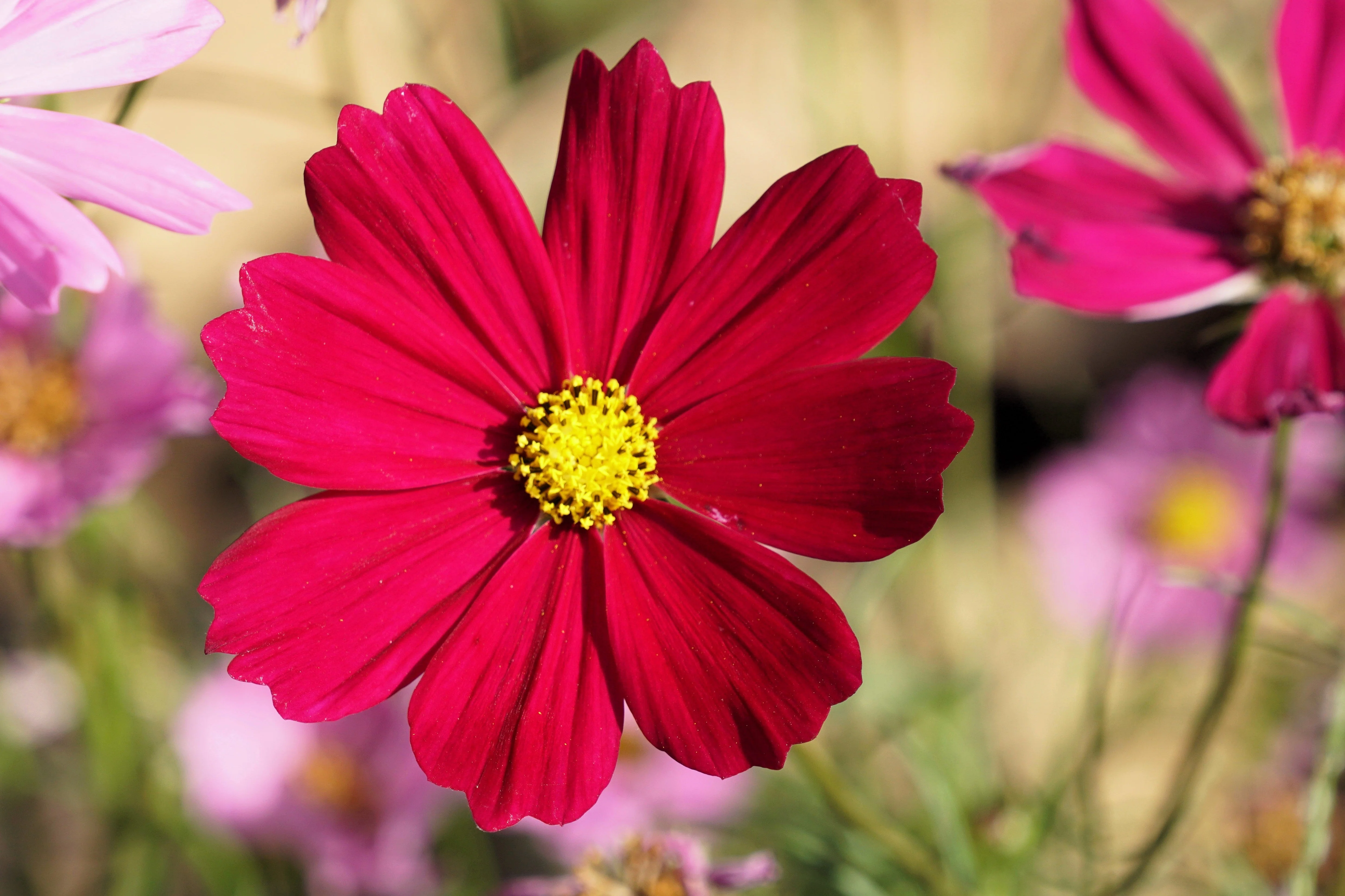 300 RED COSMOS DAZZLER Cosmos Bipinnatus Flower Seeds - Image 5