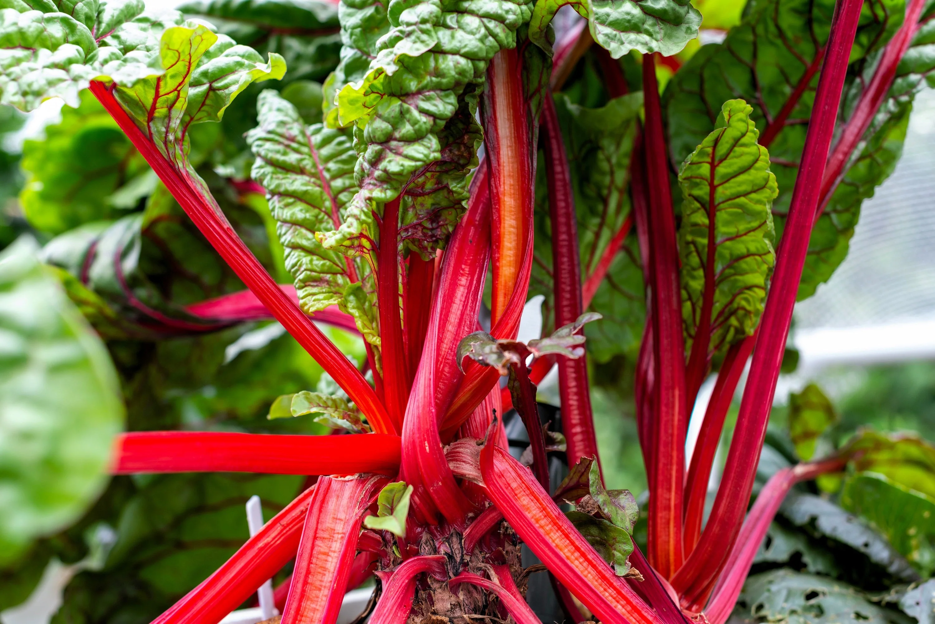 300 RUBY RED SWISS CHARD (Perpetual Spinach) Beta Vulgaris Cicla Vegetable Seeds - Image 6