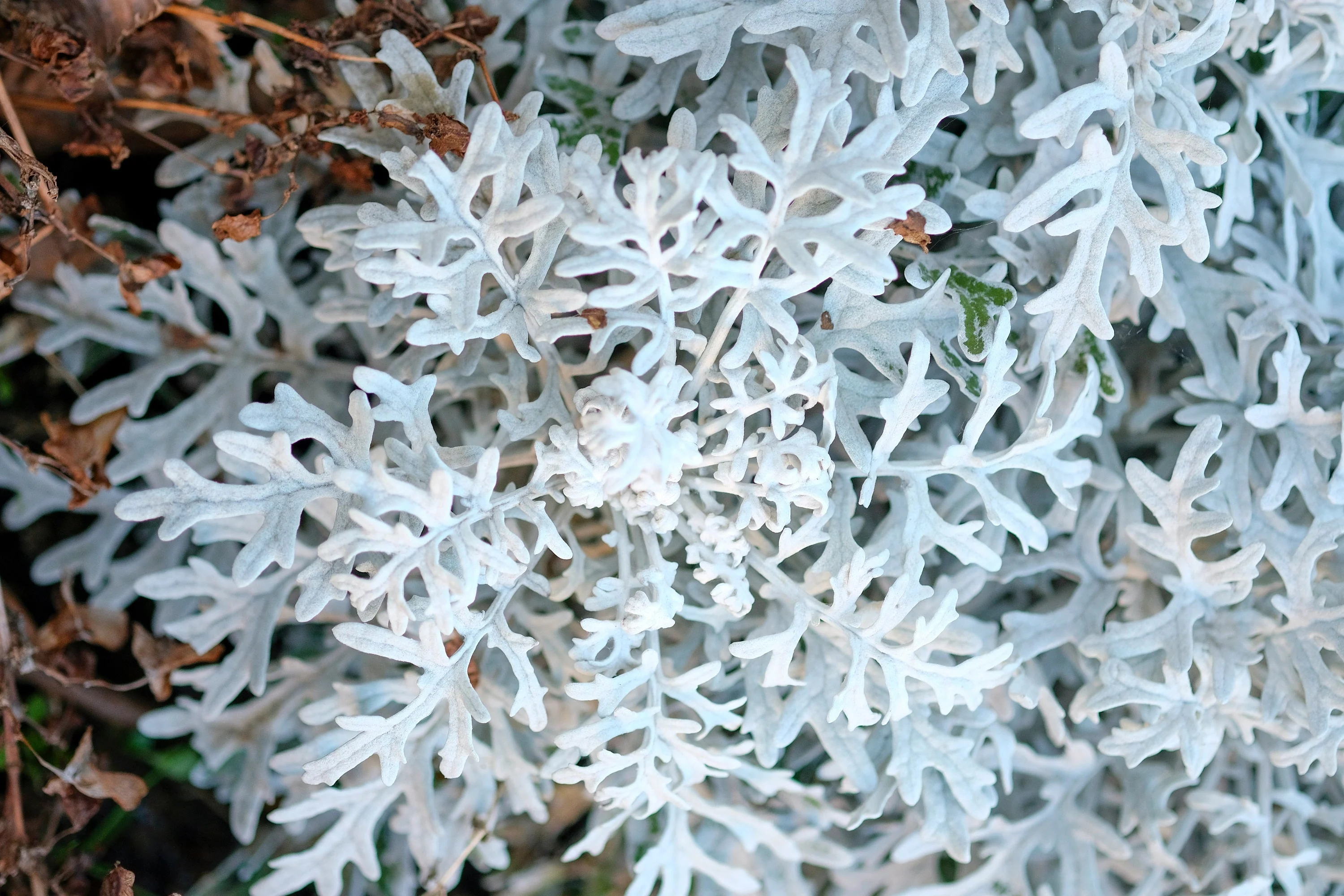 300 SILVERDUST DUSTY MILLER Cineraria Maritima Jacobaea Senecio Flower Seeds - Image 5
