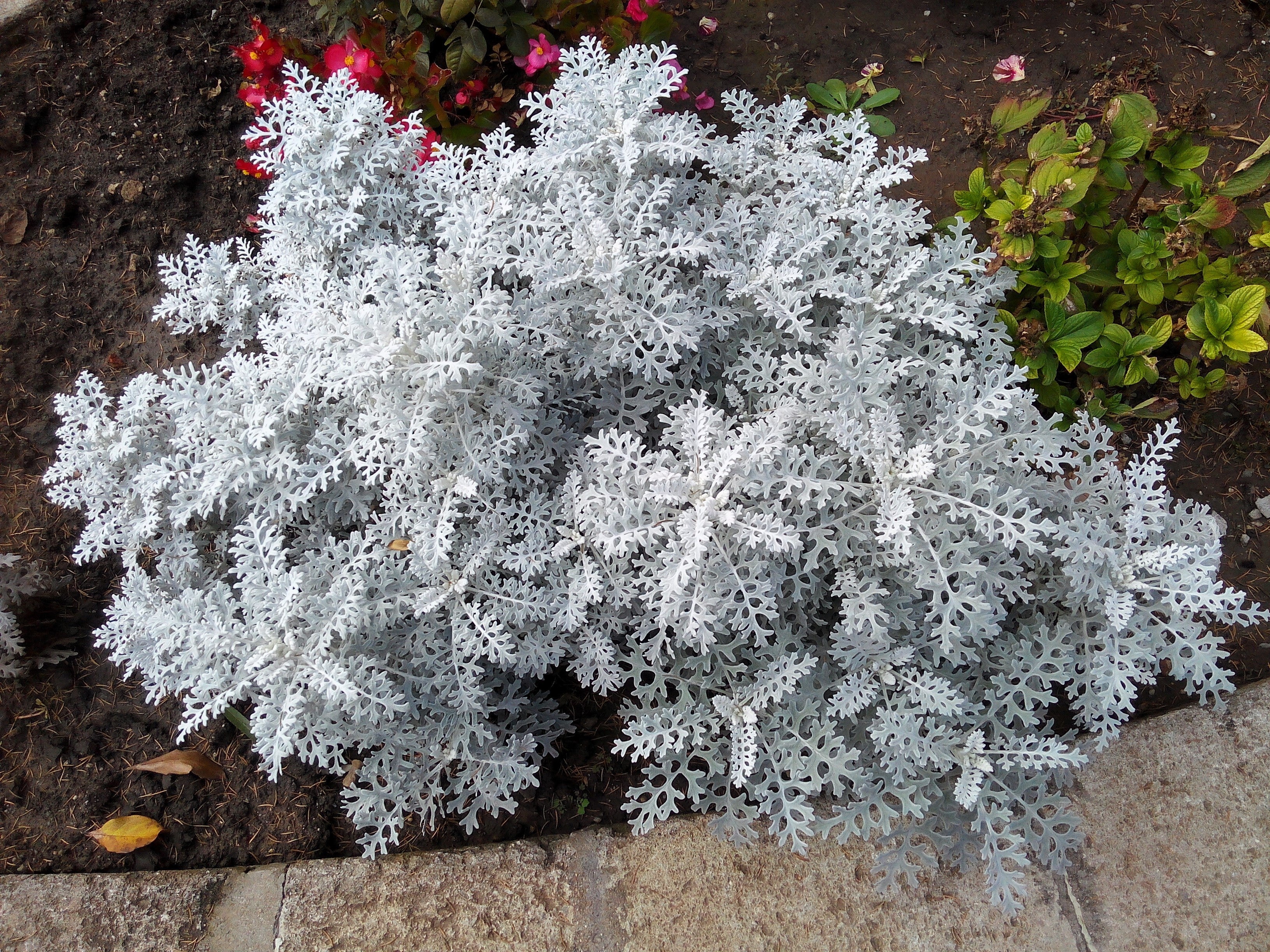 300 SILVERDUST DUSTY MILLER Cineraria Maritima Jacobaea Senecio Flower Seeds - Image 6