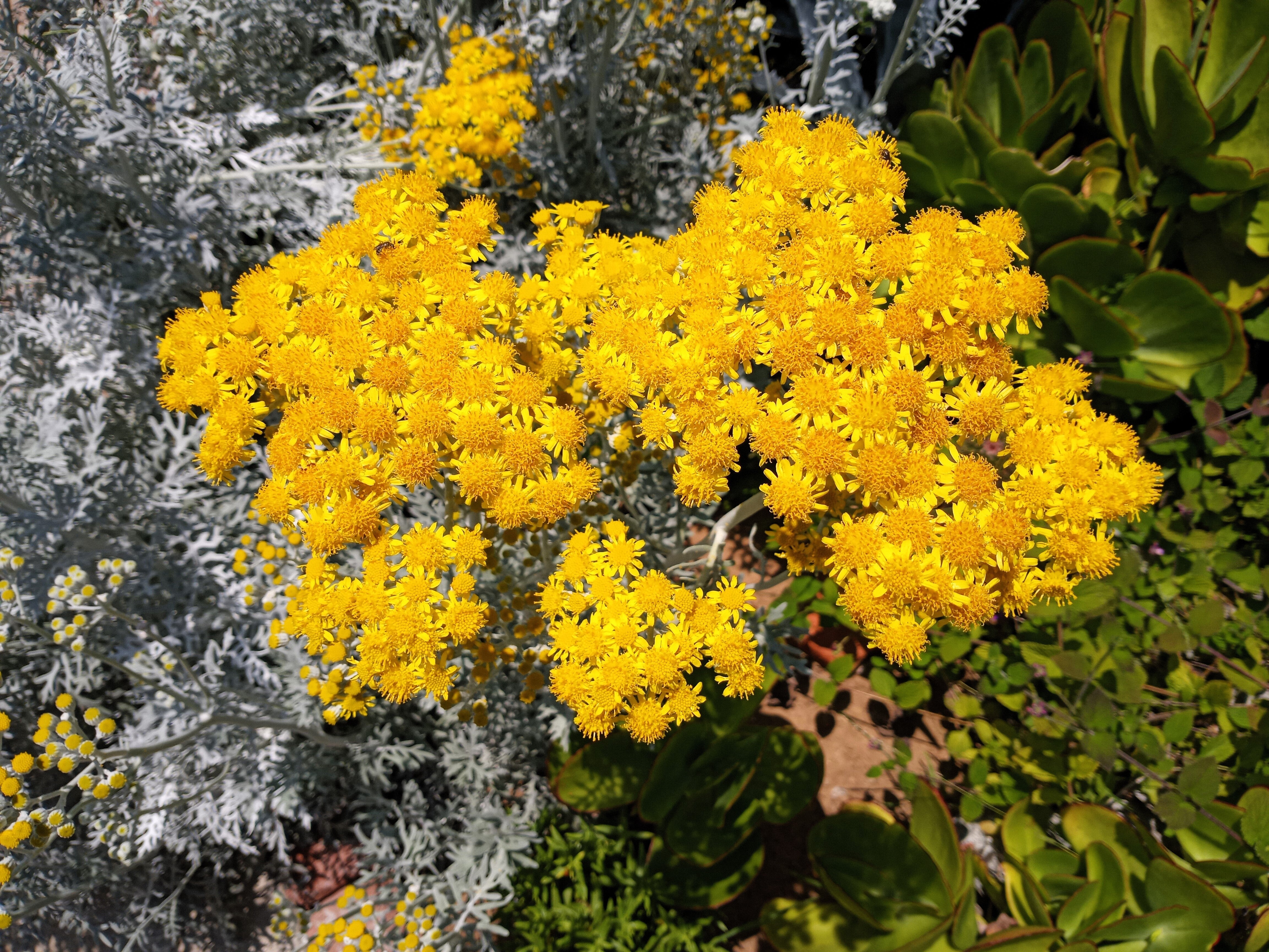 300 SILVERDUST DUSTY MILLER Cineraria Maritima Jacobaea Senecio Flower Seeds - Image 7