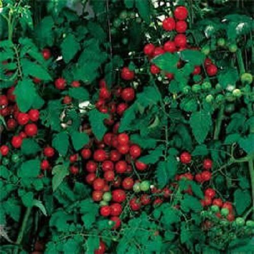 300 SMALL Red CHERRY TOMATO Lycopersicon Lycopersicum Fruit Vegetable Seeds - Image 2
