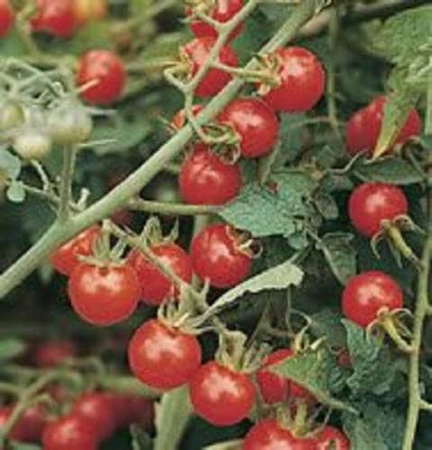 300 SMALL Red CHERRY TOMATO Lycopersicon Lycopersicum Fruit Vegetable Seeds - Image 5