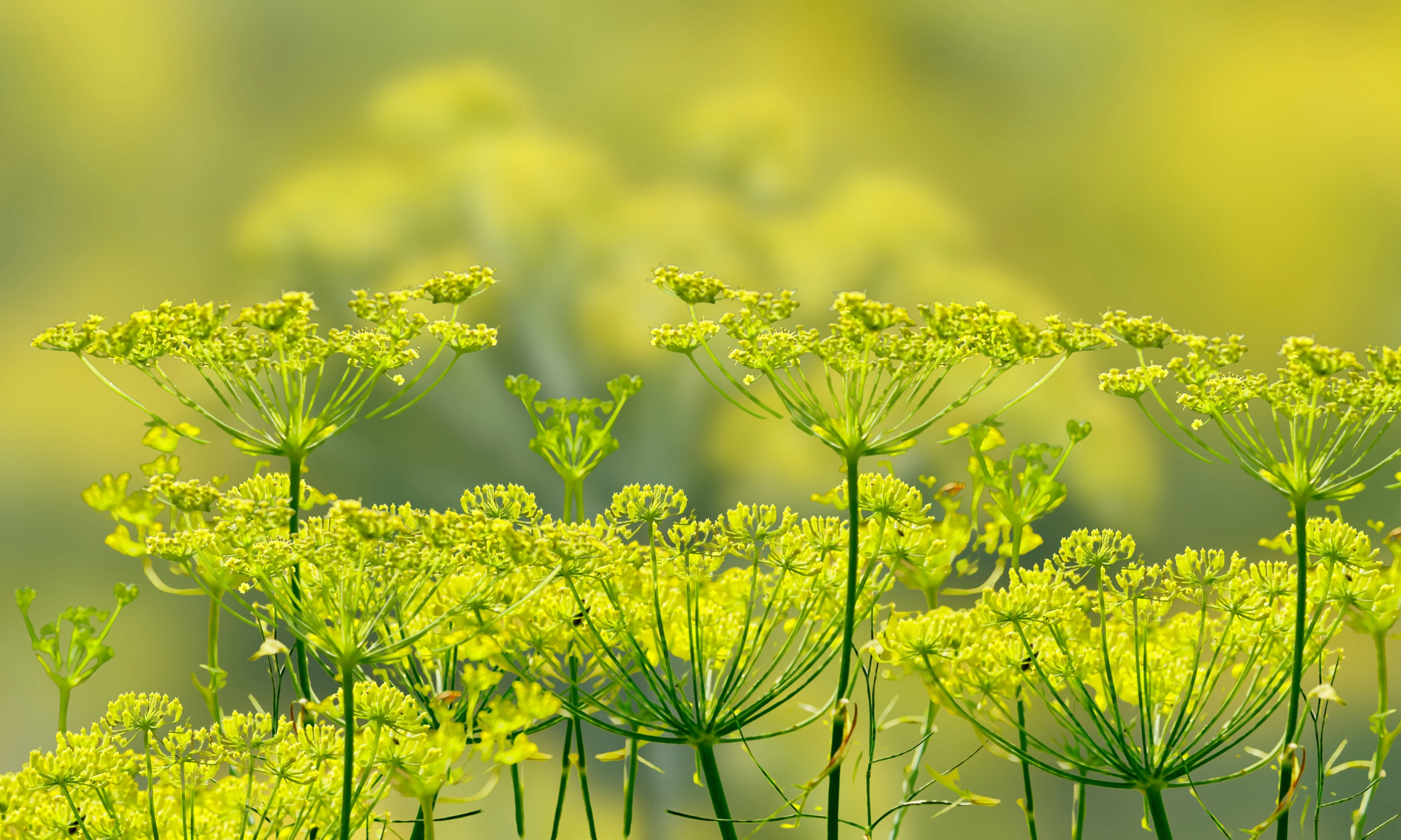 300 SWEET FLORENCE FENNEL Foeniculum Vulgare Azoricum Herb Vegetable Flower Seeds - Image 8