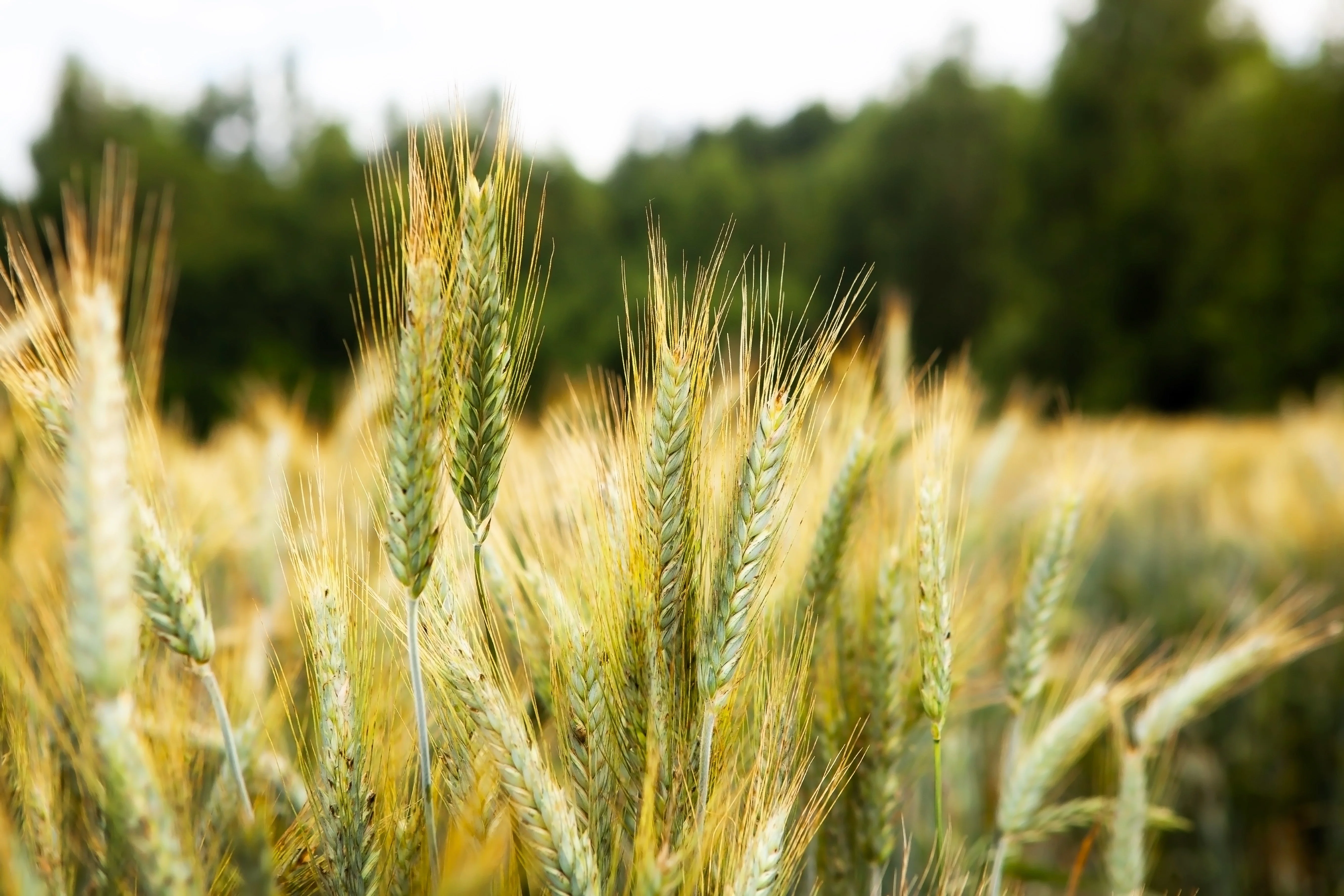 300 Wrens Abruzzi WINTER RYE Secale Cereale Grain Cover Crop Seeds - Image 4