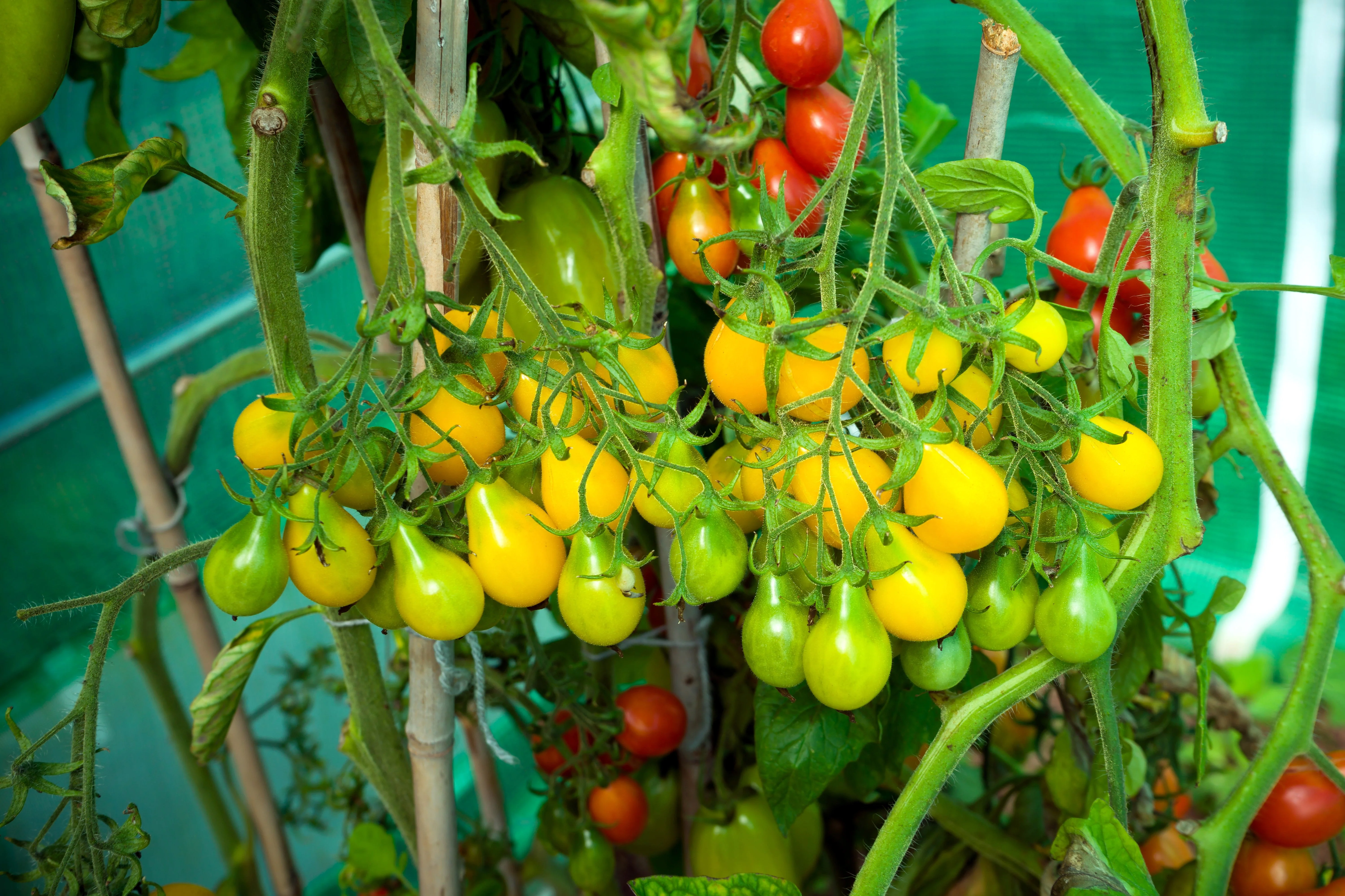300 YELLOW PEAR TOMATO Lycopersicon Lycopersicum Fruit Vegetable Seeds - Image 6
