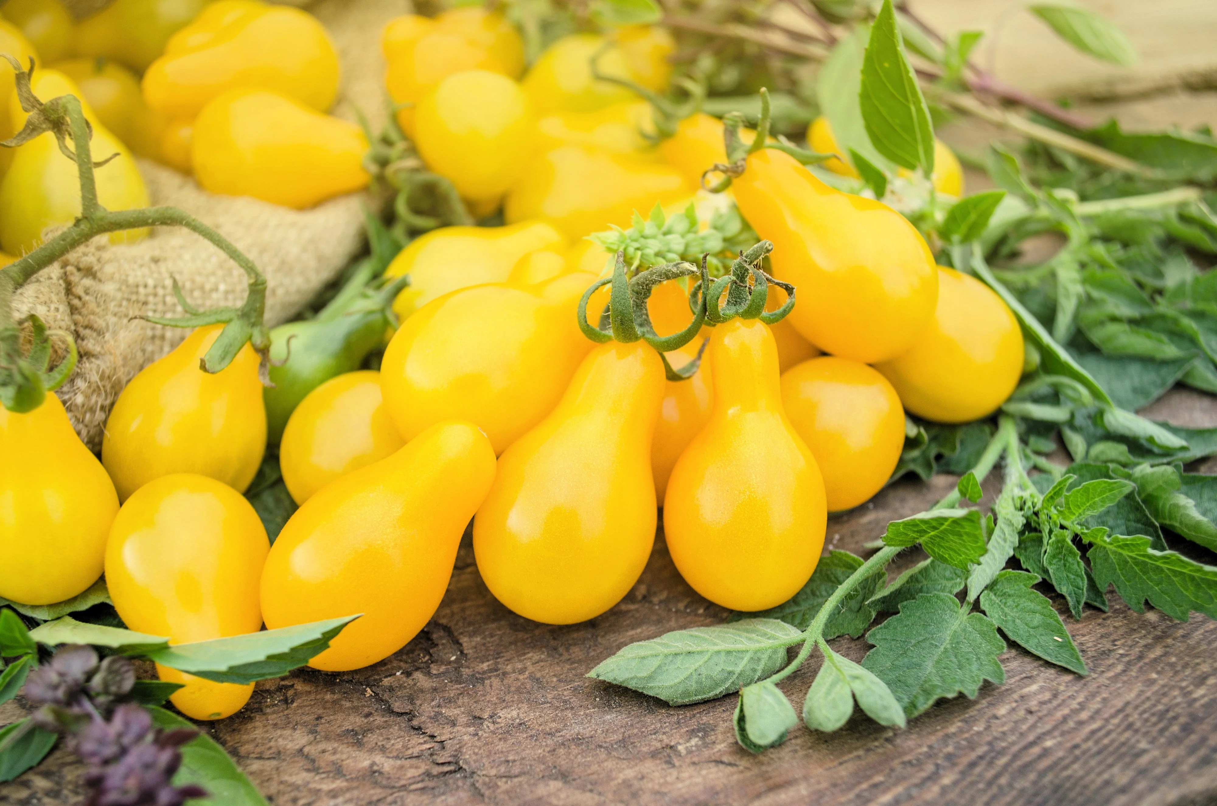 300 YELLOW PEAR TOMATO Lycopersicon Lycopersicum Fruit Vegetable Seeds - Image 7