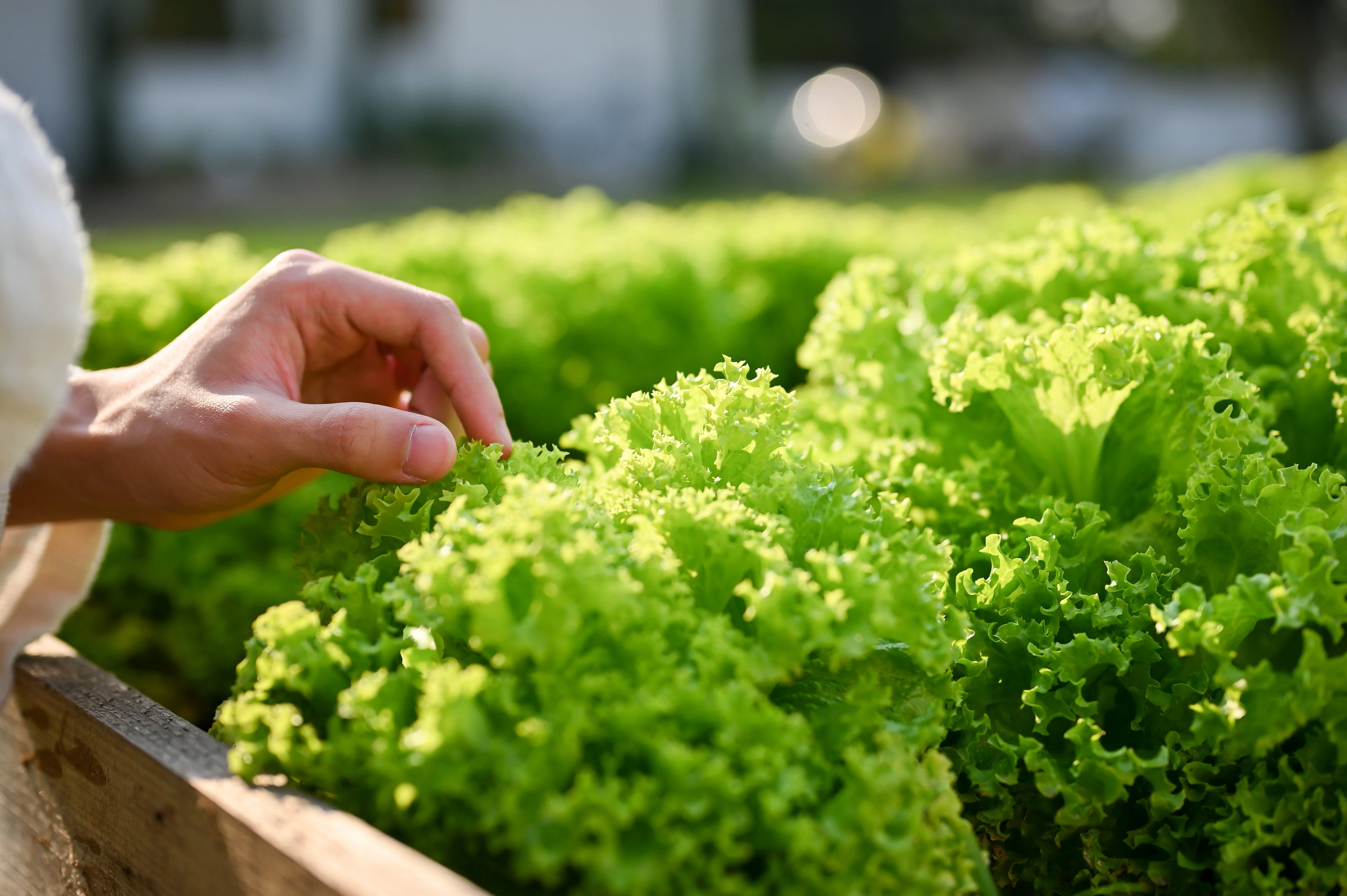 3000 Black Seeded Simpson LEAF LETTUCE Lactuca Sativa Vegetable Seeds - Image 3