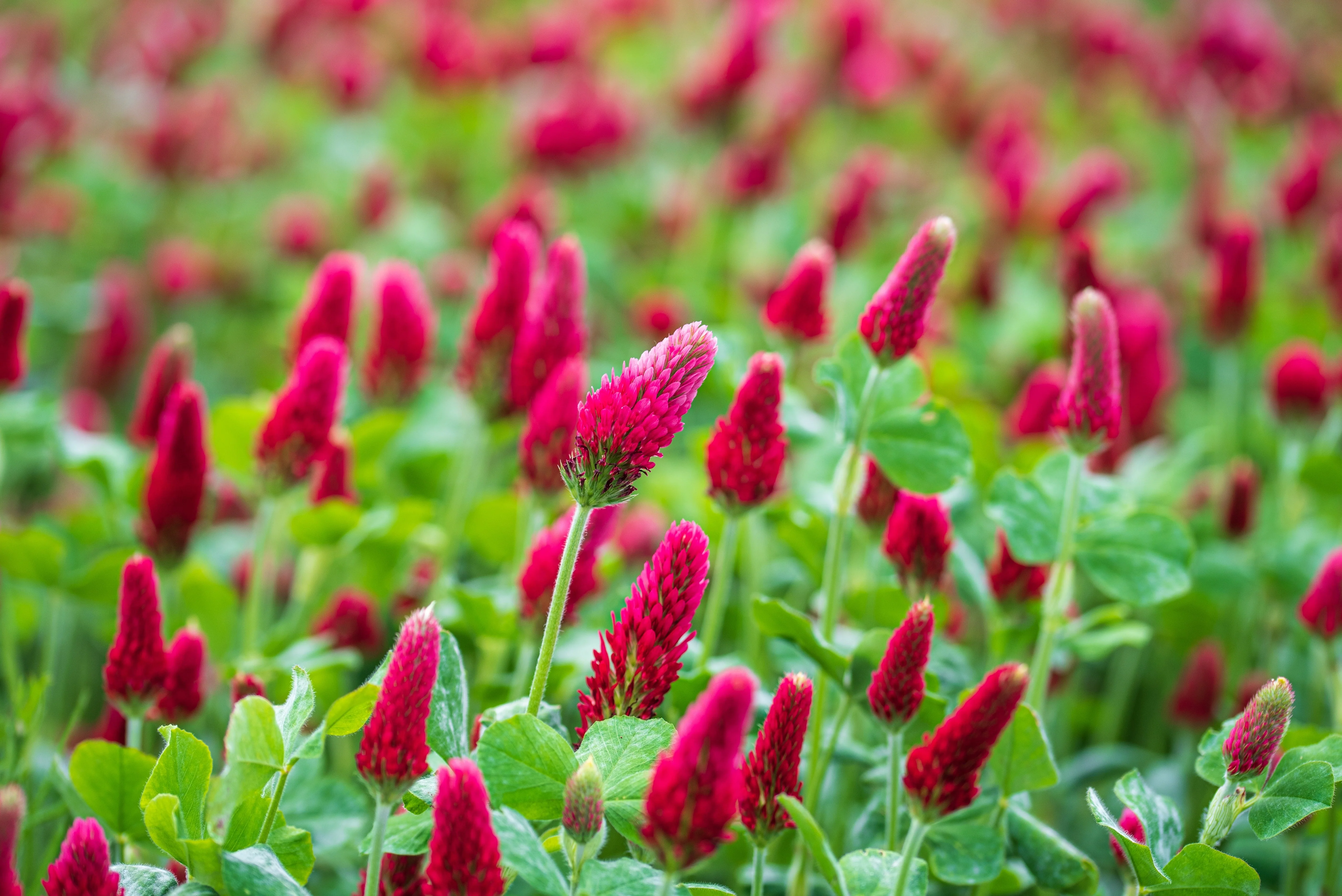3000 CRIMSON CLOVER (Carnation, French, or Italian Clover) Trifolium Incarnatum Flower Seeds - Image 5