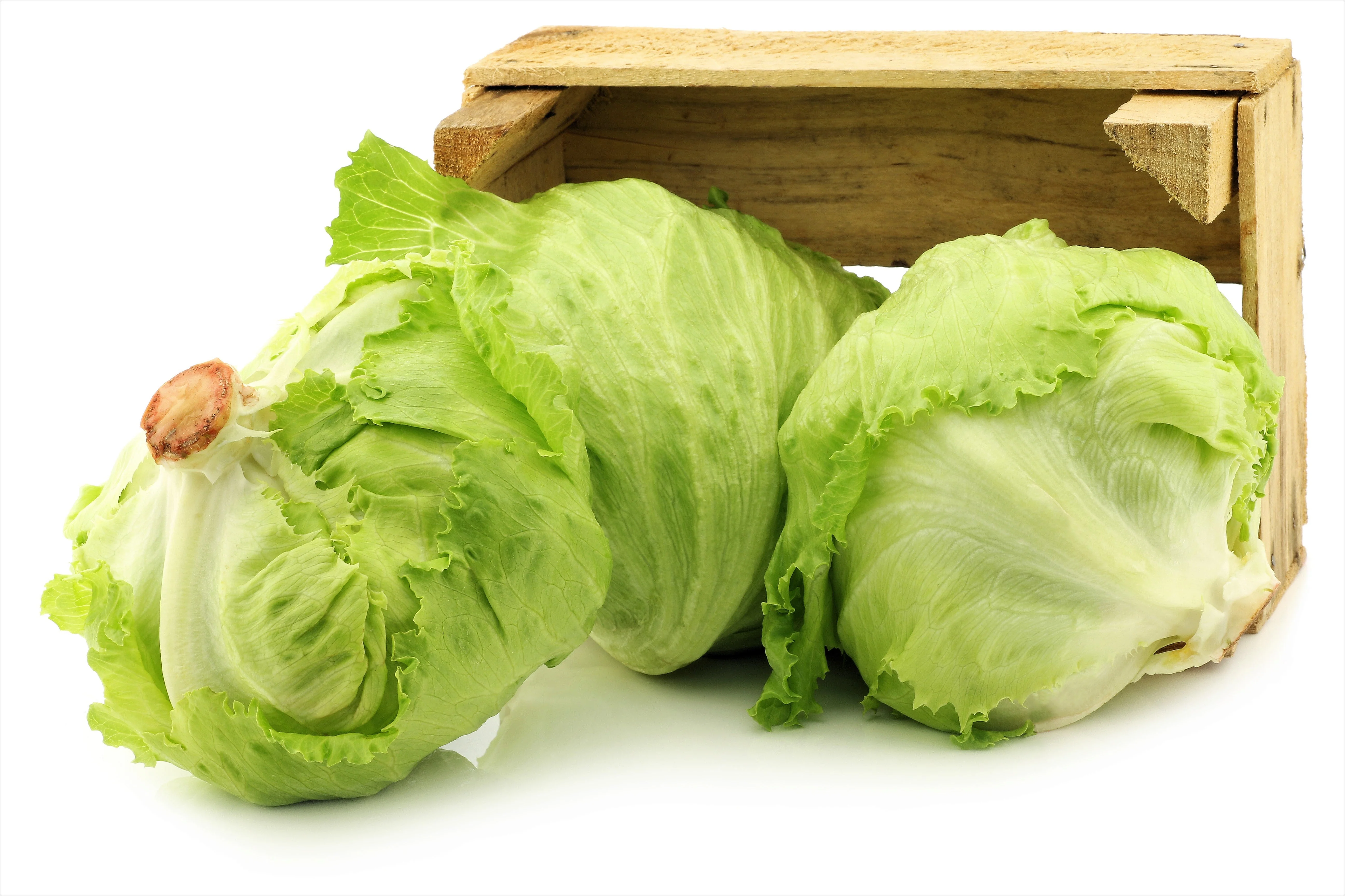 3000 ICEBERG HEAD LETTUCE Lactuca Sativa Vegetable Seeds - Image 8