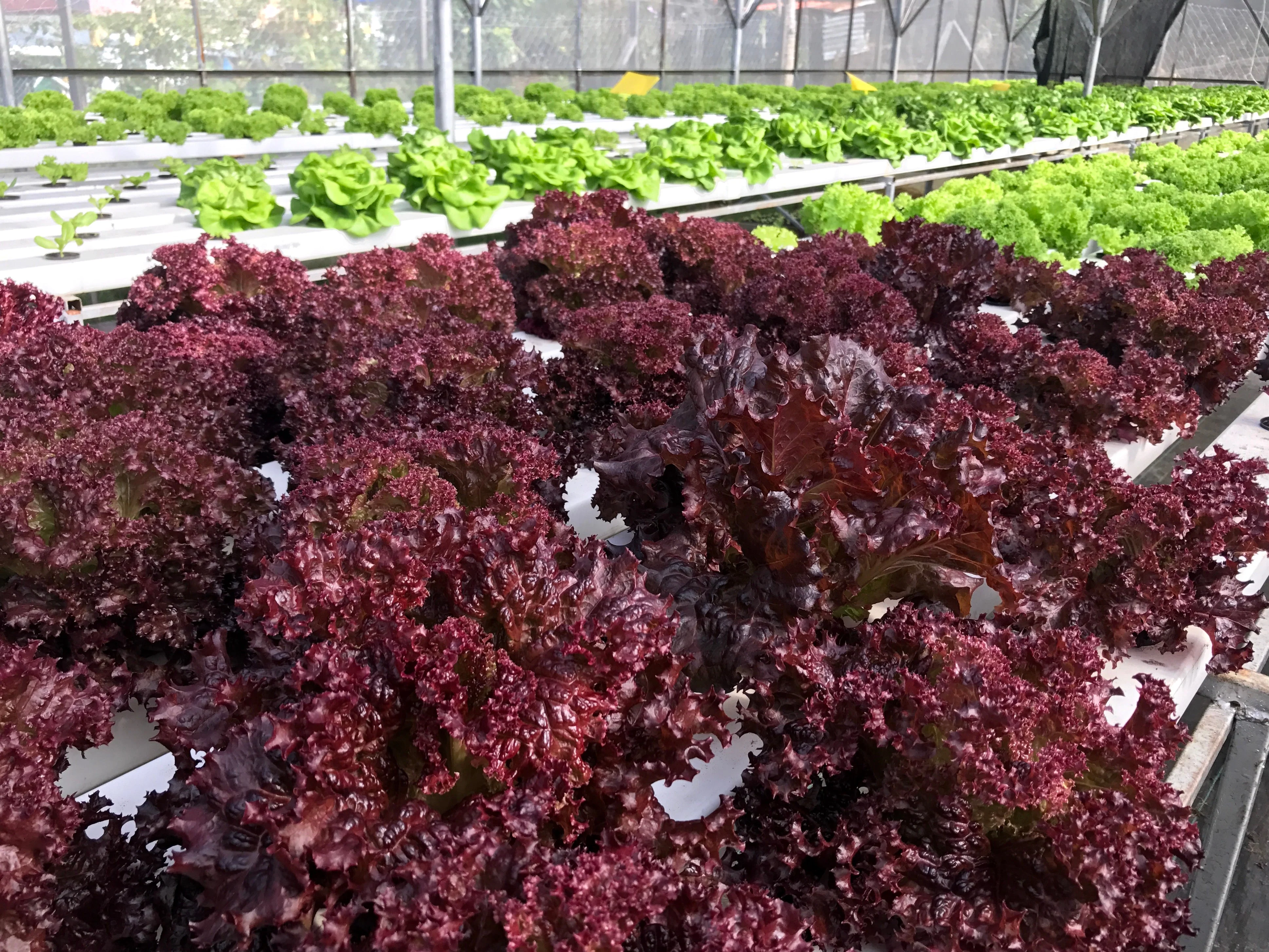 3000 Leaf Lettuce RED SALAD BOWL Lactuca Sativa Vegetable Seeds - Image 2