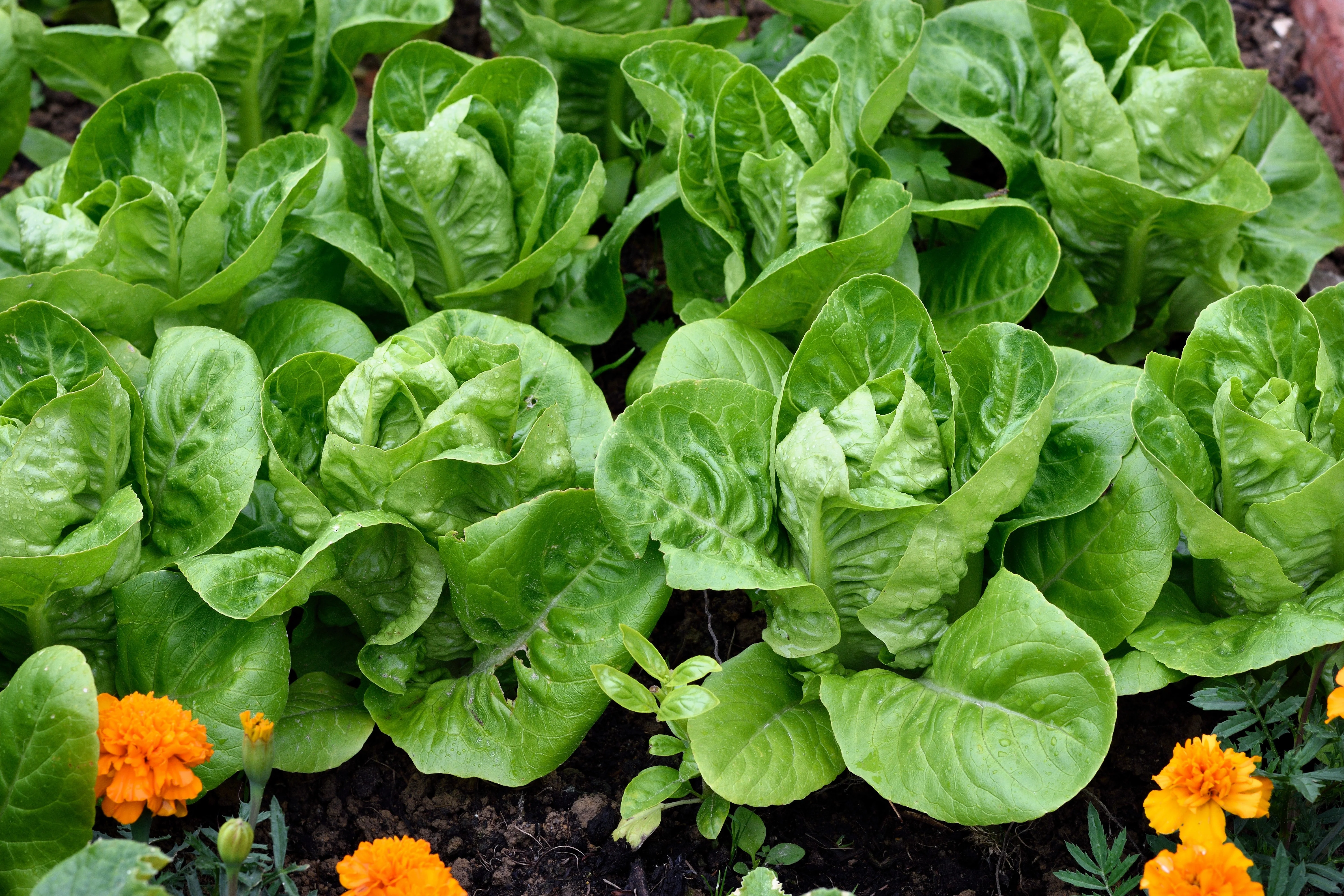 3000 LITTLE GEM LETTUCE Small Romaine Butterhead Lactuca Sativa Vegetable Seeds - Image 7