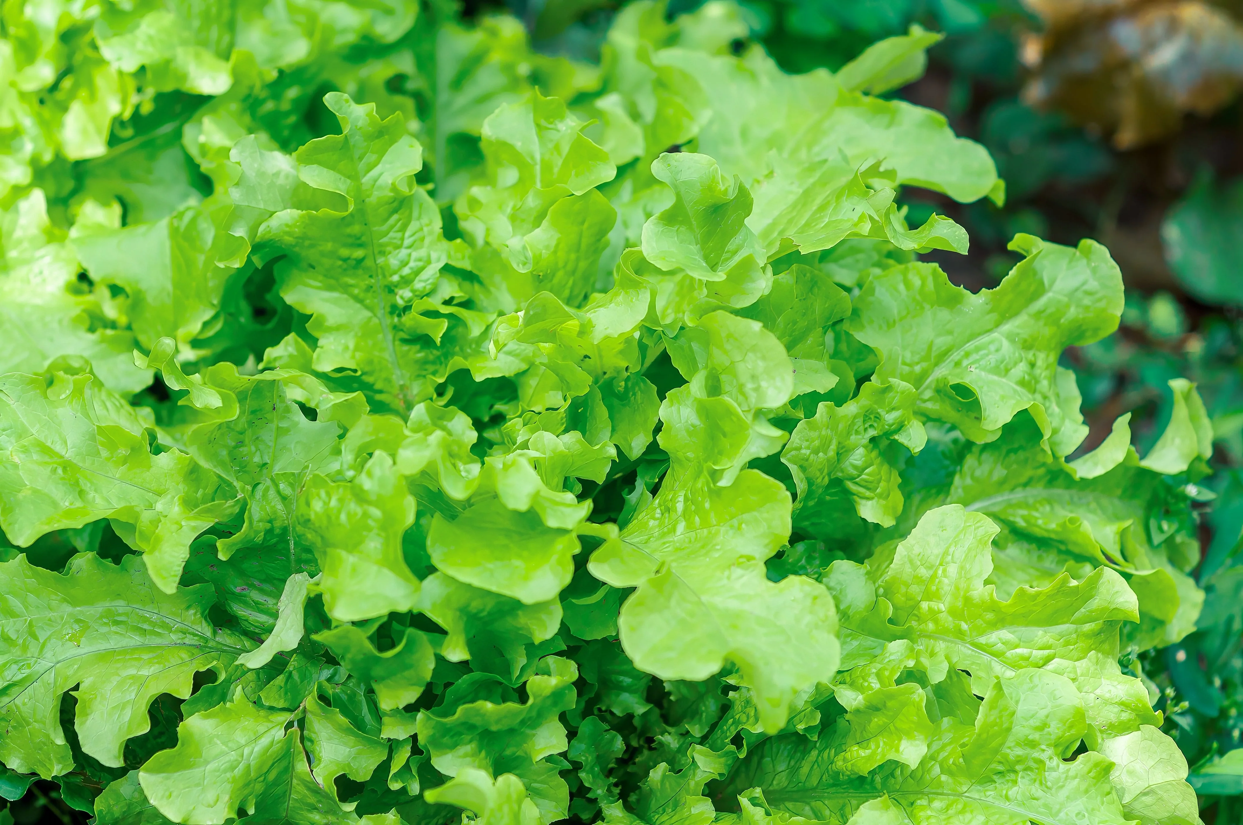 3000 OAK LEAF LETTUCE Lactuca Sativa Vegetable Seeds - Image 2