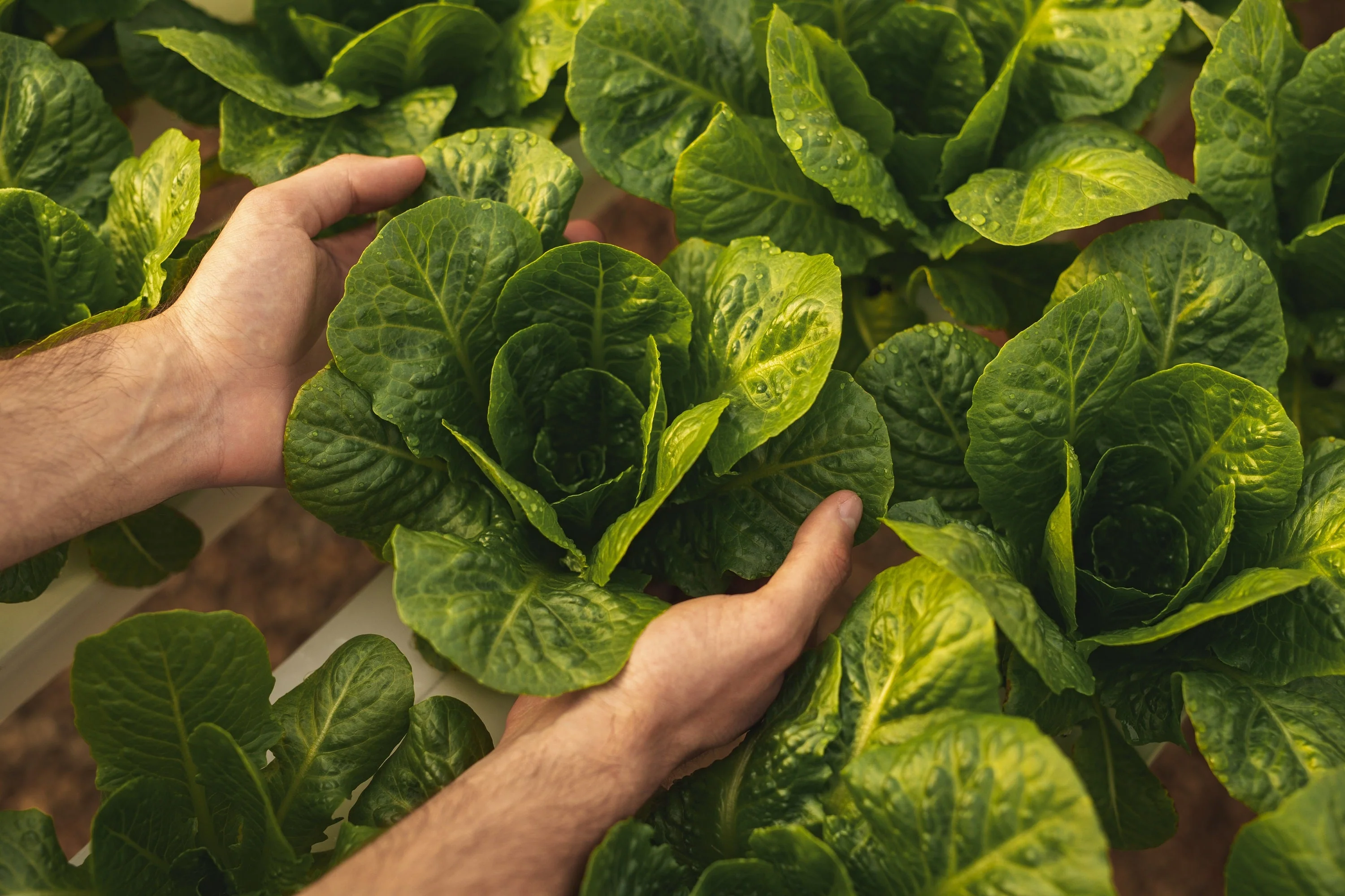 3000 PARRIS ISLAND Romaine LETTUCE Lactuca Sativa Vegetable Seeds - Image 4