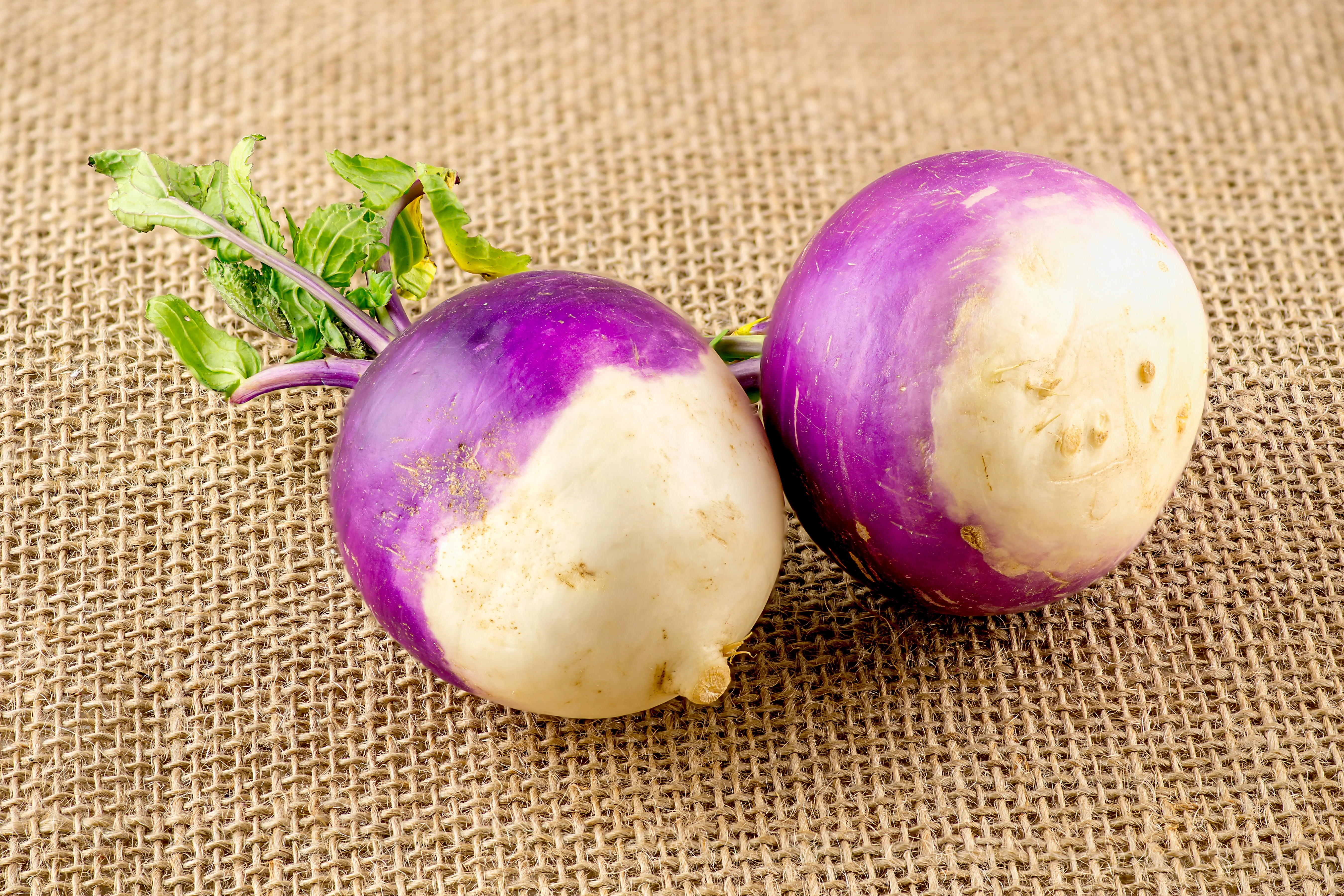 3000 PURPLE Top WHITE Globe TURNIP Brassica Rapa Vegetable Seeds - Image 6