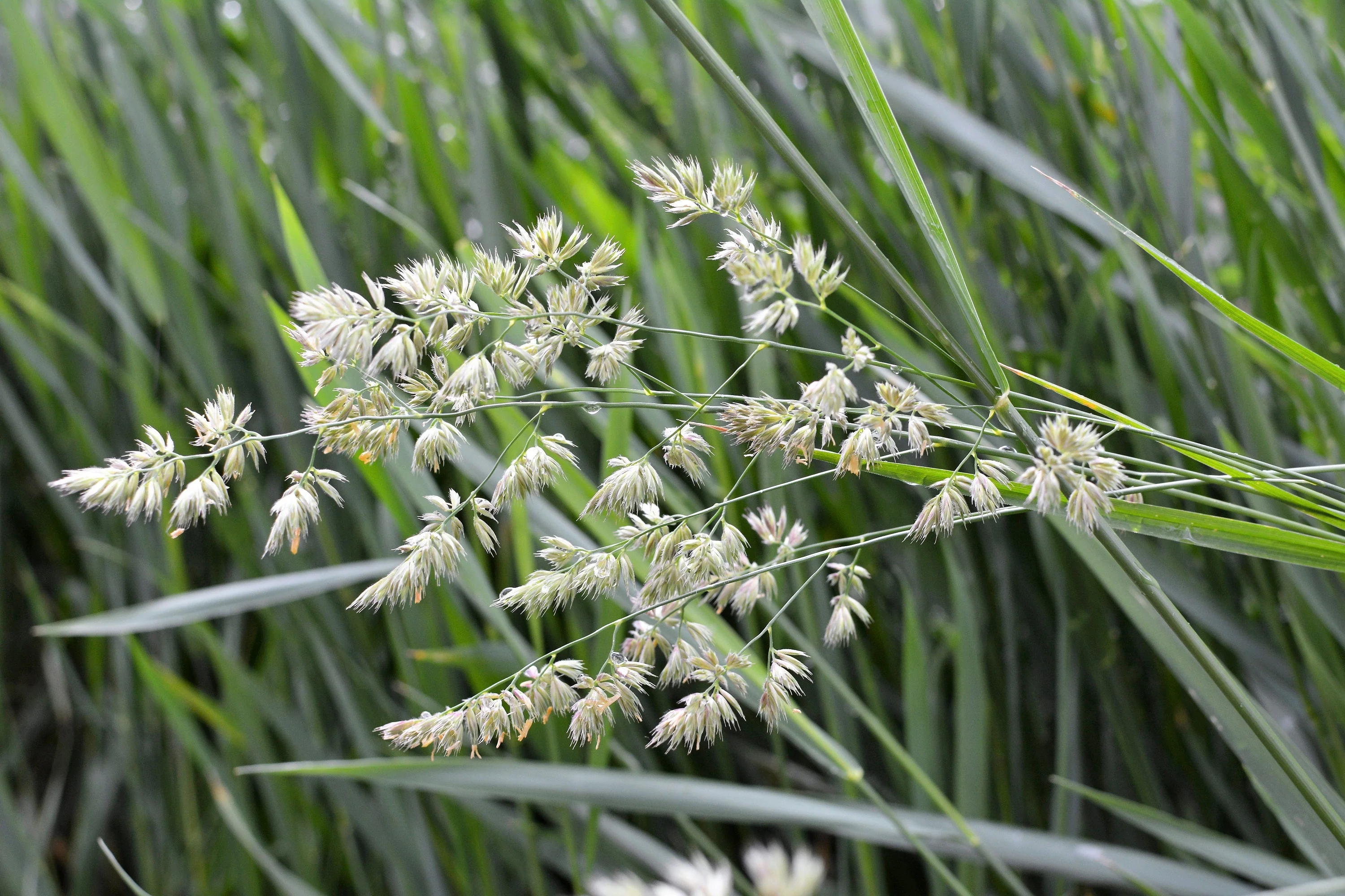3000 QUICKDRAW ORCHARDGRASS Cat Grass Petgrass Cocksfoot Cool-Season Sun or Shade Dactylis GlomerataPerennial Bunchgrass Quick Draw Grass Seeds - Image 4