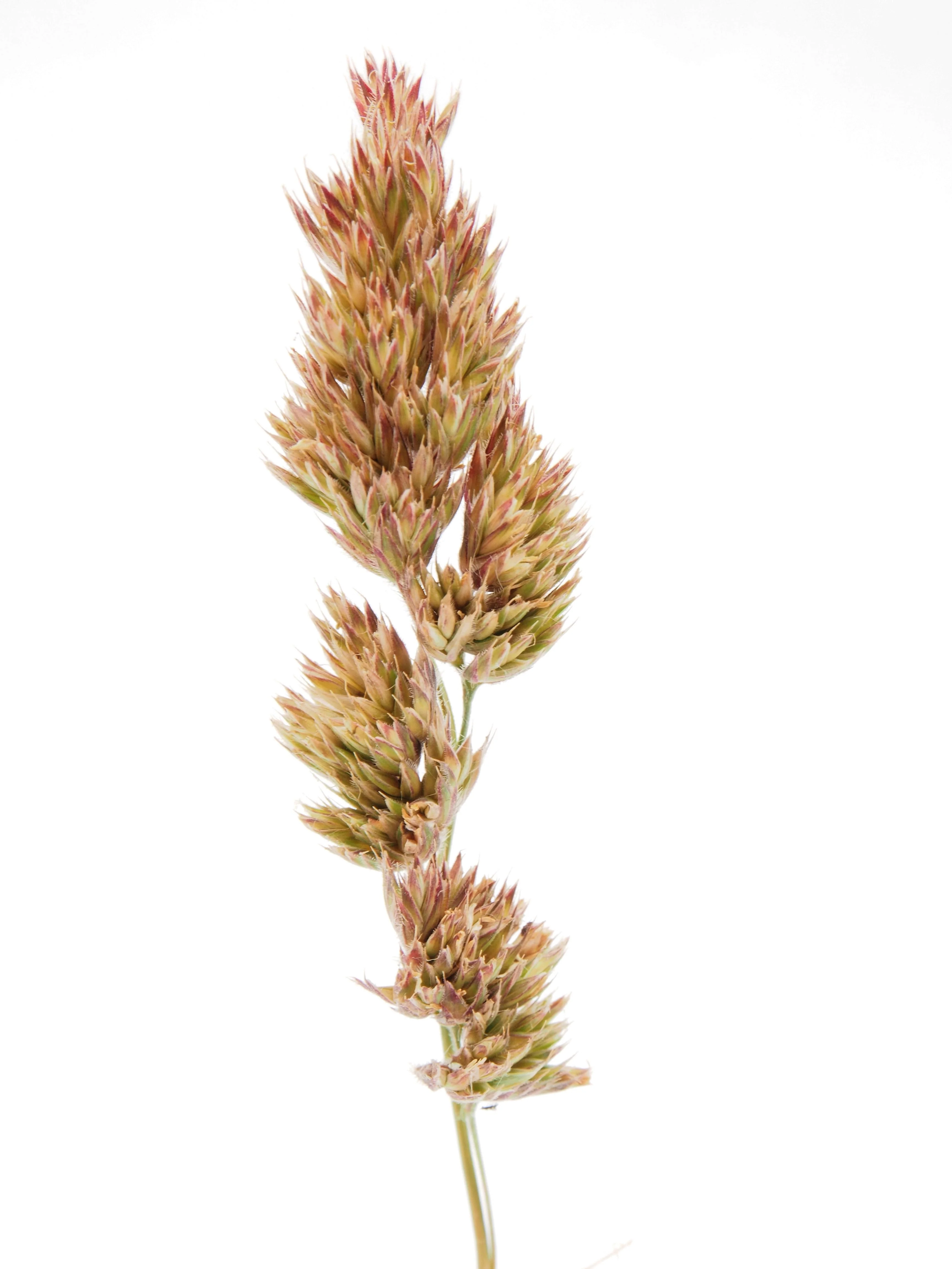3000 QUICKDRAW ORCHARDGRASS Cat Grass Petgrass Cocksfoot Cool-Season Sun or Shade Dactylis GlomerataPerennial Bunchgrass Quick Draw Grass Seeds - Image 9