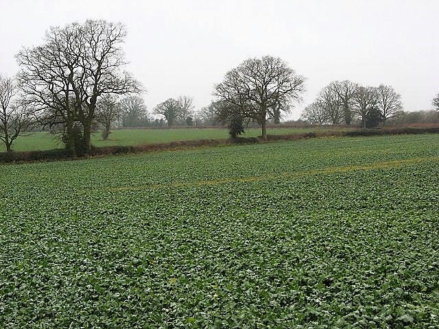 3000 SHOGOIN TURNIP White Japanese Brassica Rapa Root & Greens Vegetable Seeds - Image 8