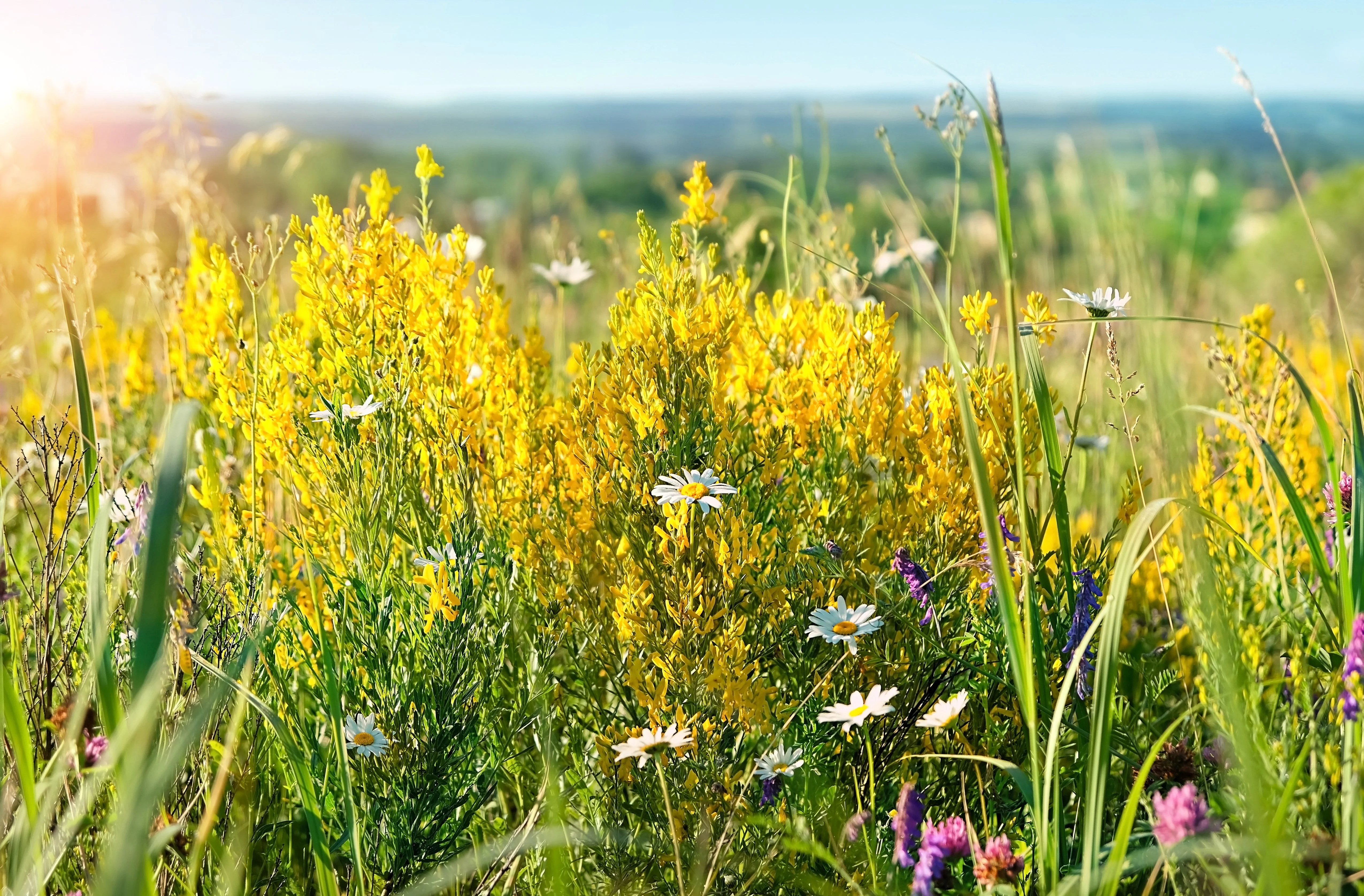 3000 YELLOW SWEET CLOVER Melilotus Officinalis Flower Seeds - Image 5