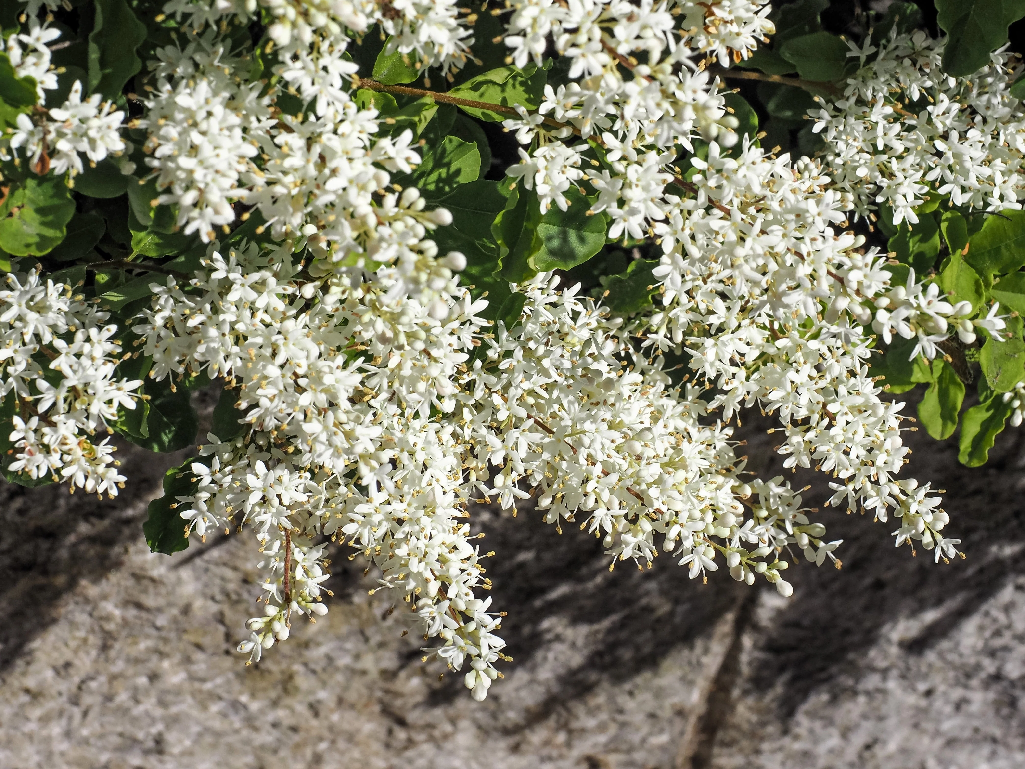 35 EUROPEAN PRIVET HEDGE Common Wild Ligustrum Vulgare Flower Shrub Seeds - Image 6