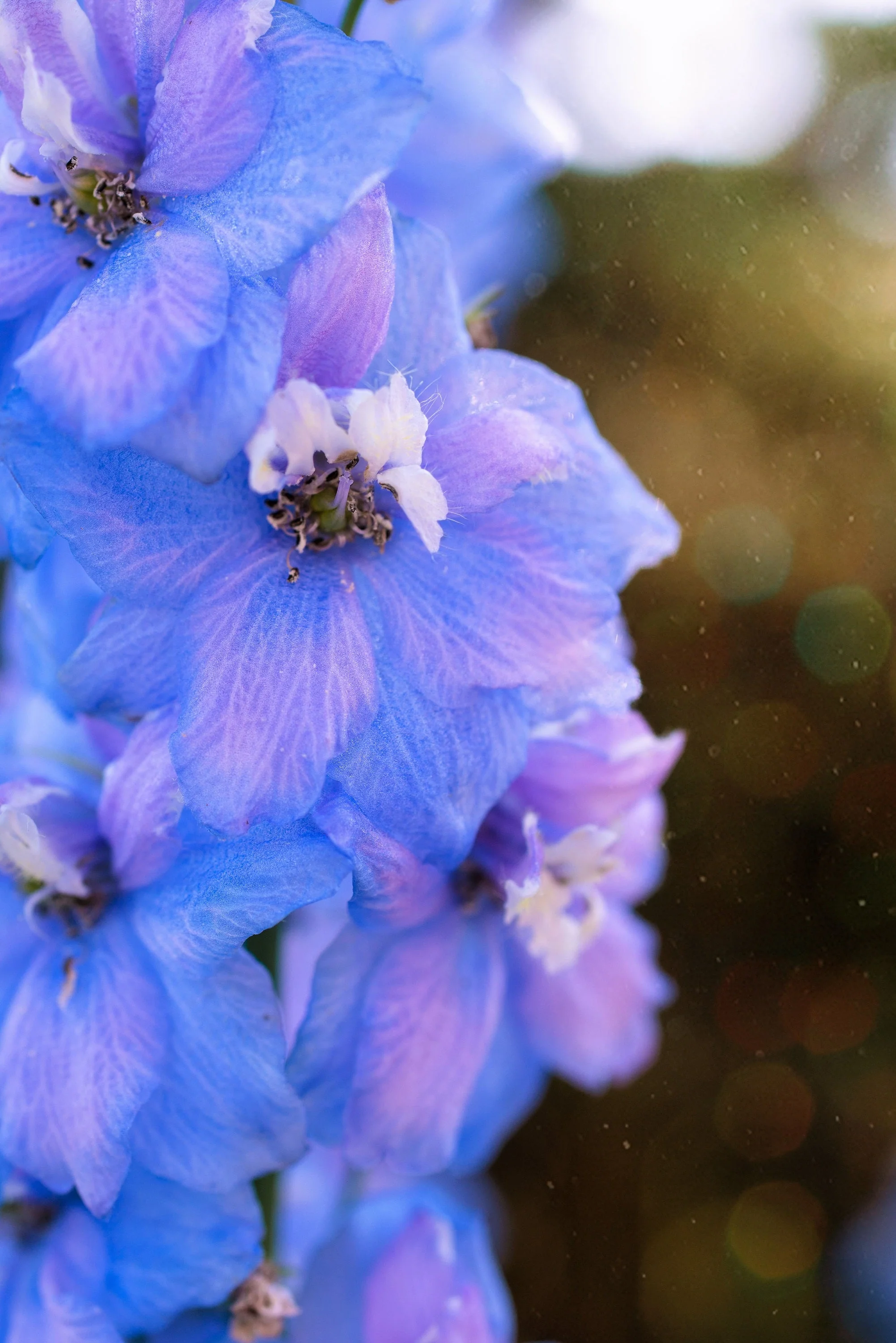350 Blue with Pink ROCKET LARKSPUR DELPHINIUM Consolida Ajacis Seeds - Image 2