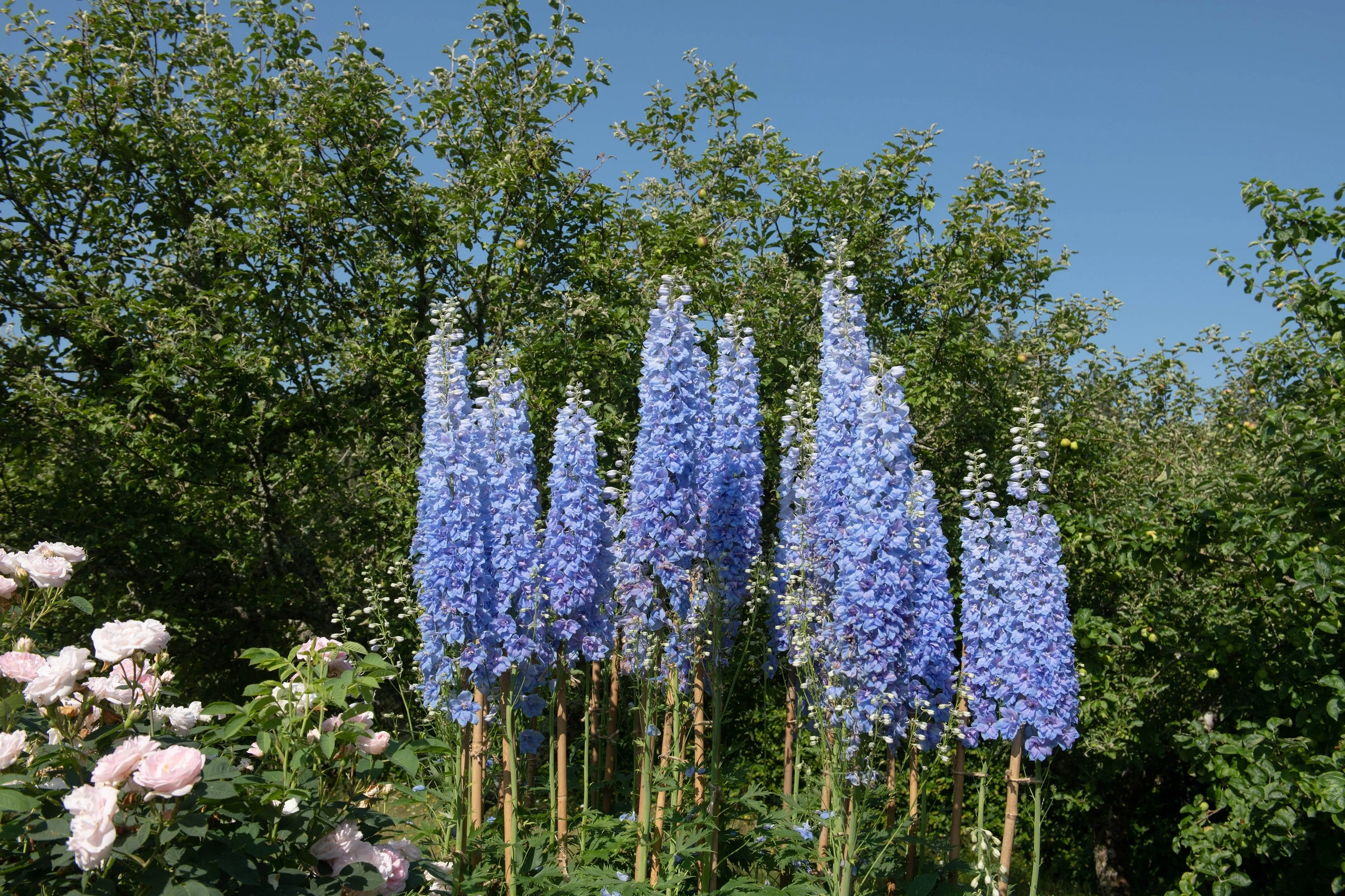 350 Blue with Pink ROCKET LARKSPUR DELPHINIUM Consolida Ajacis Seeds - Image 7