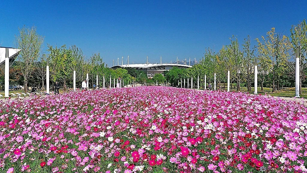350 COSMOS SENSATION MIX Mixed Colors Cosmos Bipinnatus Flower Seeds - Image 7
