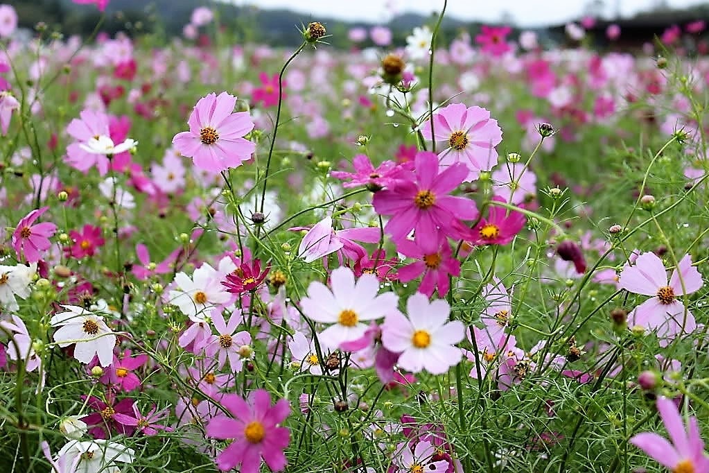 350 COSMOS SENSATION MIX Mixed Colors Cosmos Bipinnatus Flower Seeds - Image 8