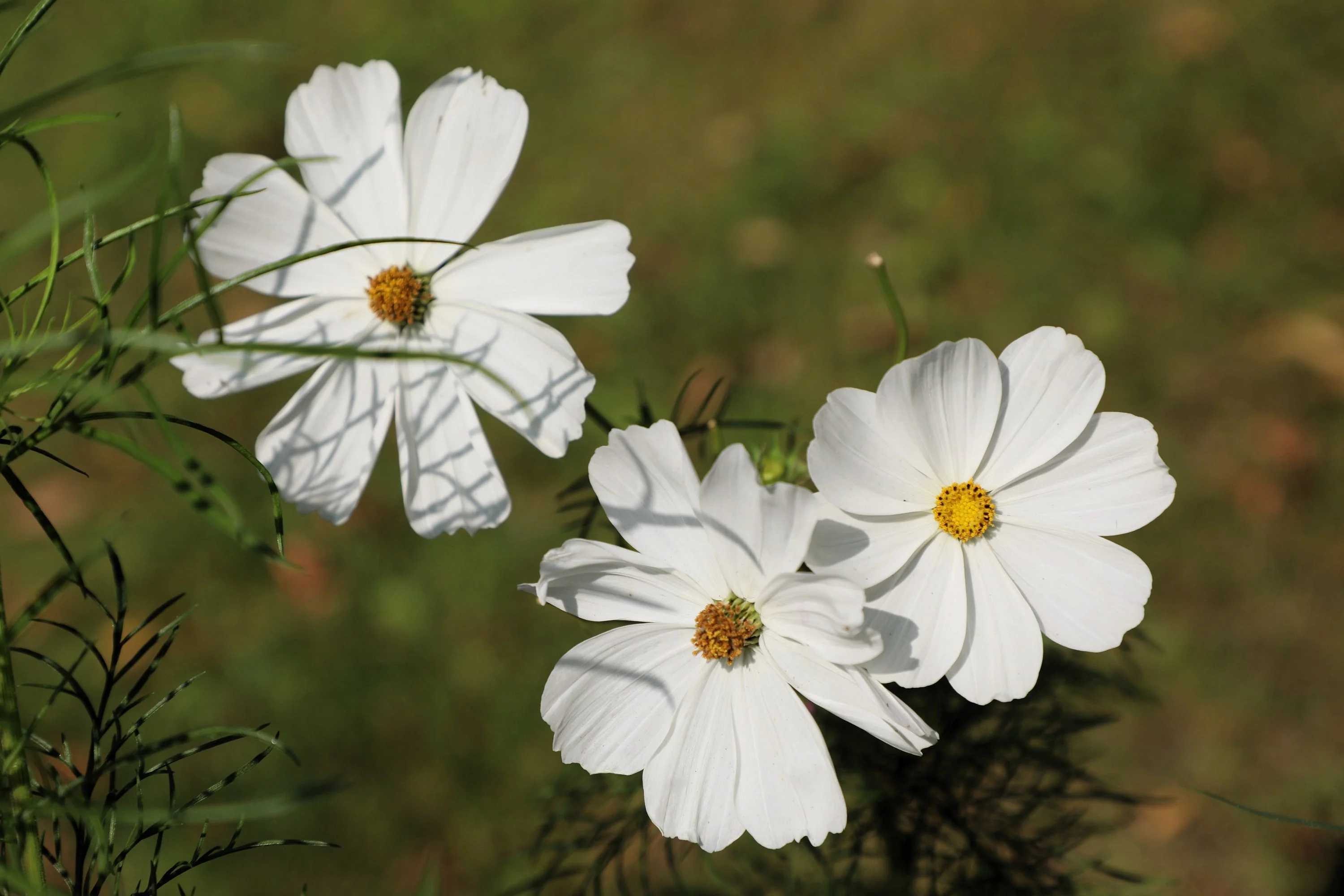 350 PURITY WHITE COSMOS Cosmos Bipinnatus Flower Seeds - Image 9