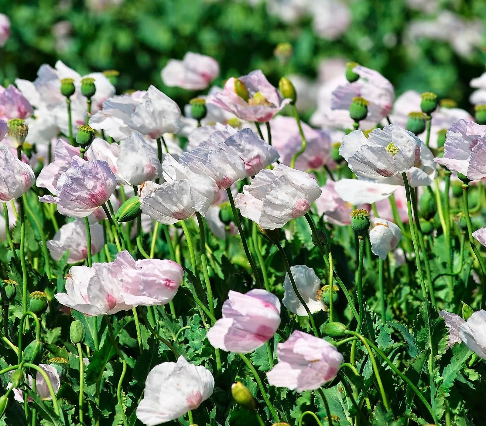 350 TASMANIAN Purple & White POPPY Papaver Somniferum Flower Seeds - Image 3