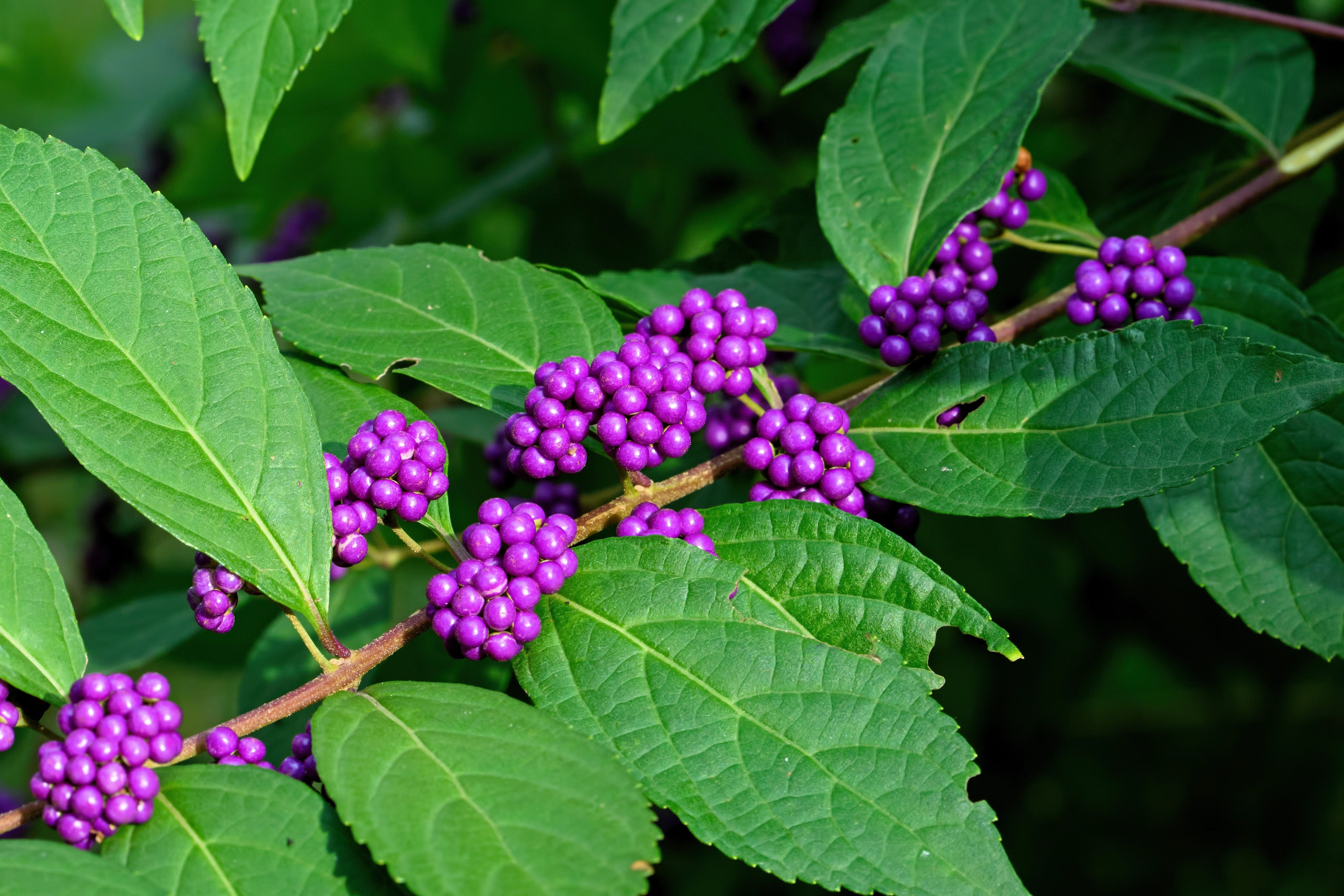 40 American PURPLE BEAUTYBERRY Shrub Flower Callicarpa Americana Seeds - Image 5
