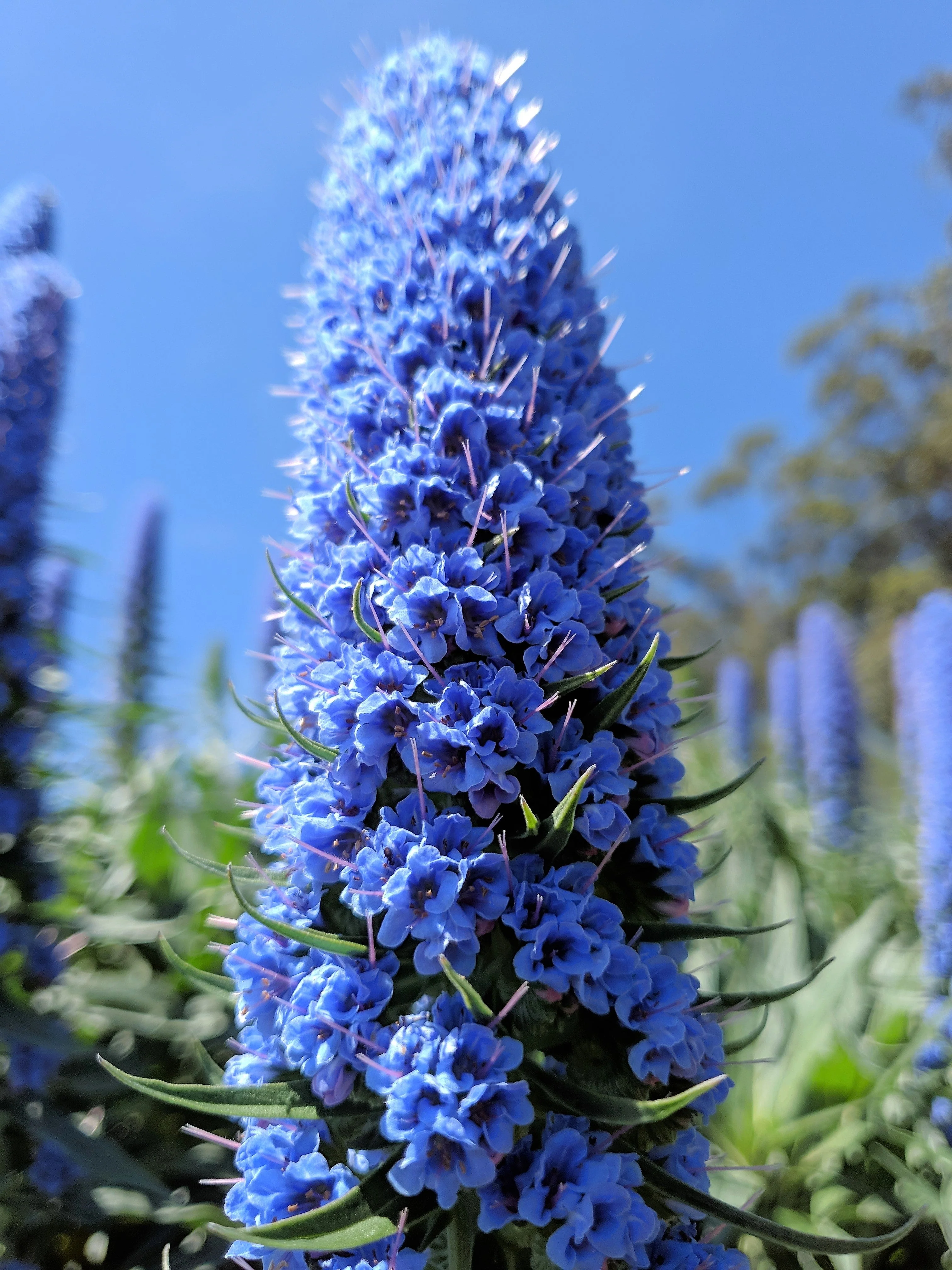 40 Blue PRIDE OF MADEIRA Echium Candicans Fastuosum Nectar Flower Seeds - Image 2