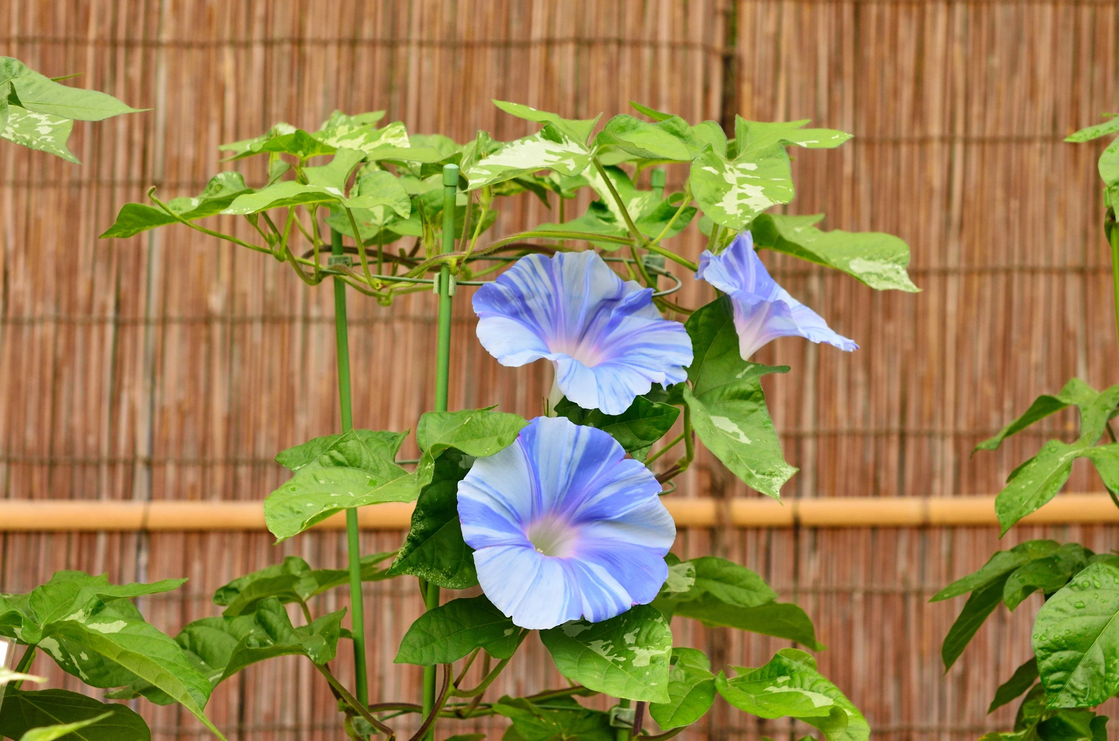 40 CARNEVALE di VENEZIA MORNING GLORY Pink & Purple with White Stripes Ipomoea Purpurea Flower Vine Seeds - Image 11