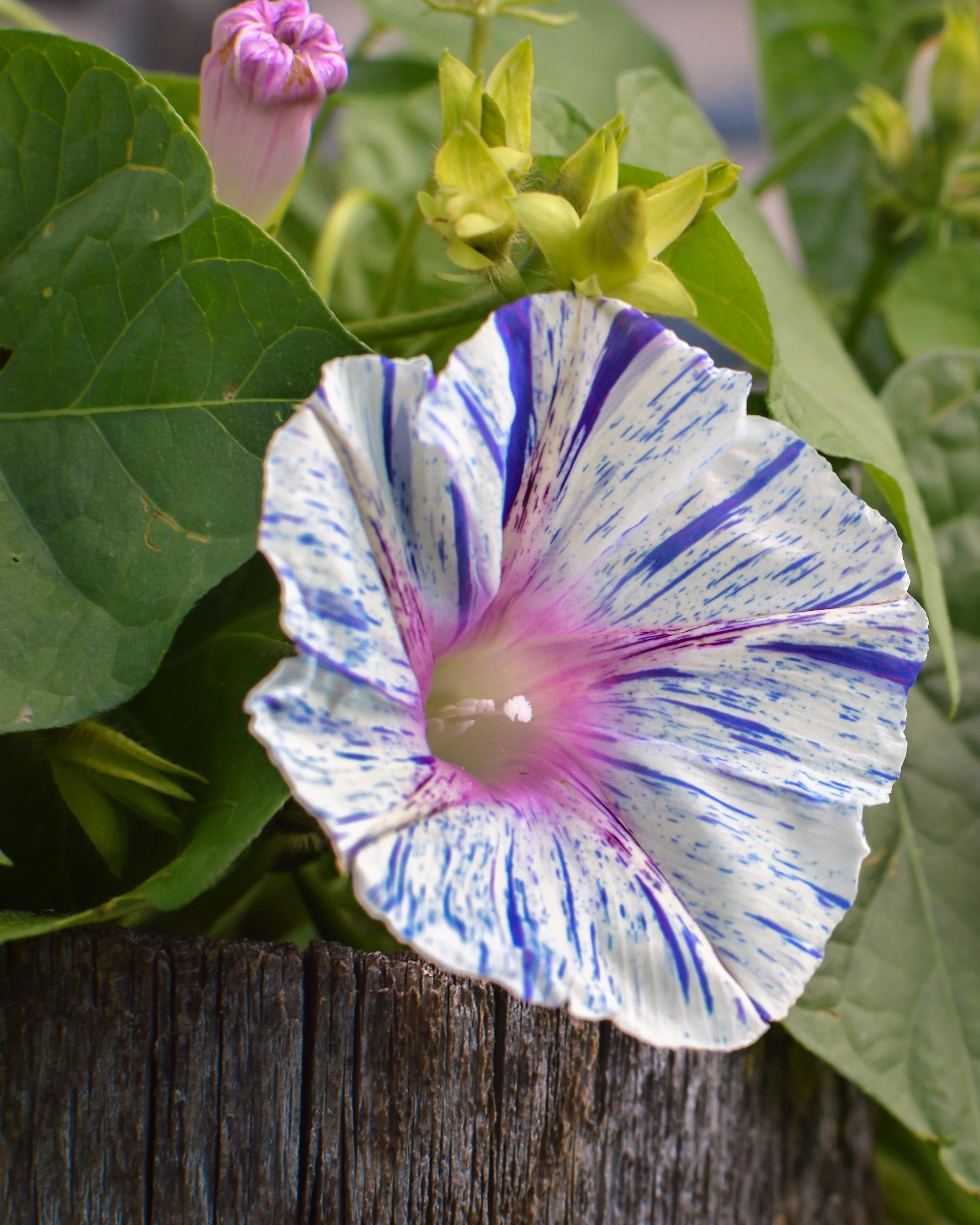 40 CARNEVALE di VENEZIA MORNING GLORY Pink & Purple with White Stripes Ipomoea Purpurea Flower Vine Seeds - Image 13