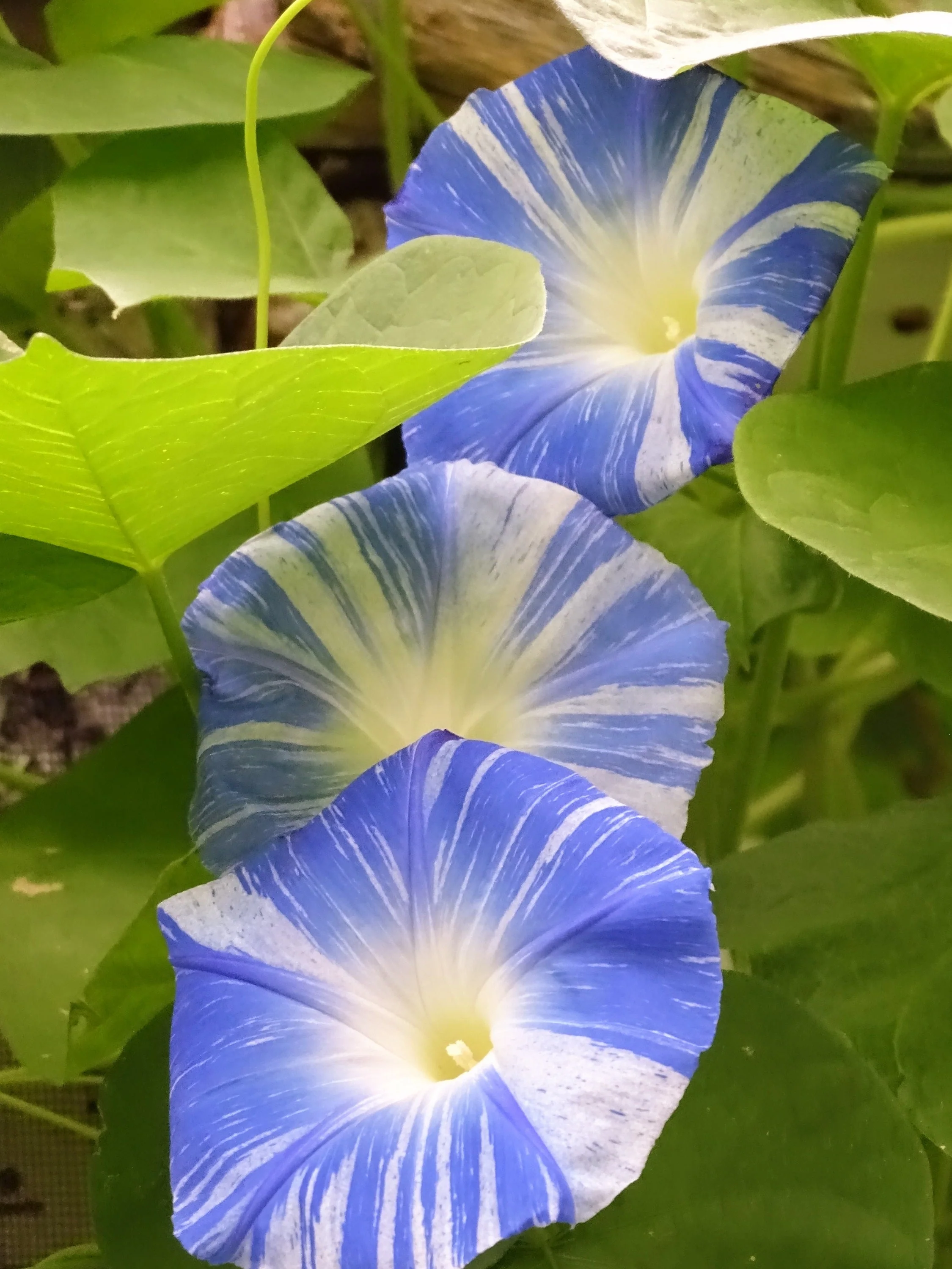 40 CARNEVALE di VENEZIA MORNING GLORY Pink & Purple with White Stripes Ipomoea Purpurea Flower Vine Seeds - Image 15