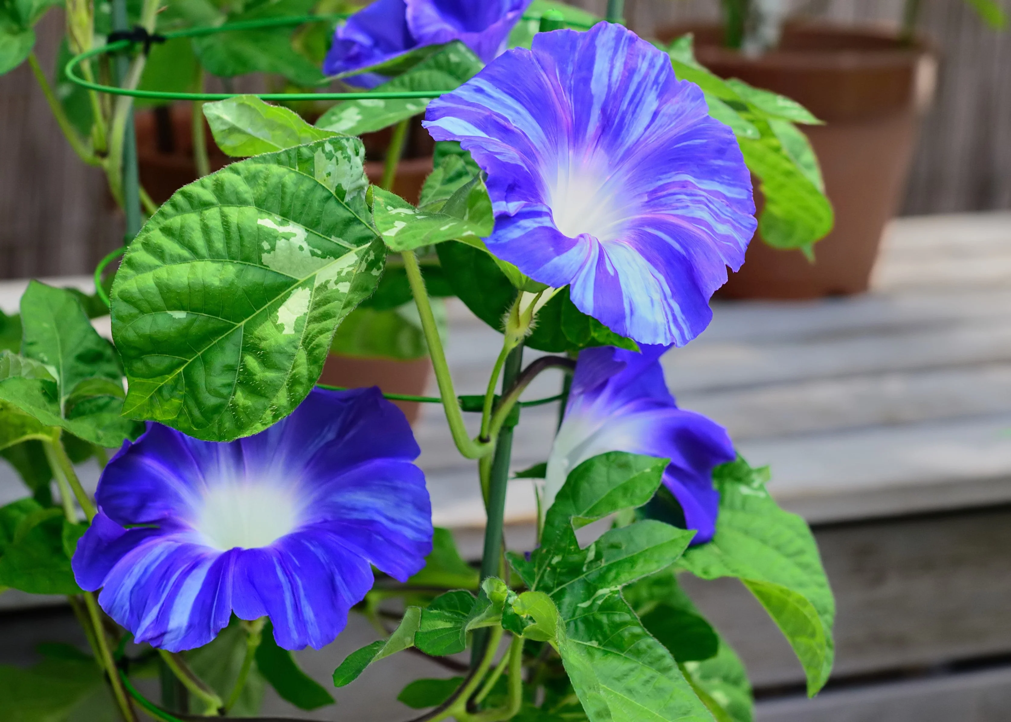 40 CARNEVALE di VENEZIA MORNING GLORY Pink & Purple with White Stripes Ipomoea Purpurea Flower Vine Seeds - Image 4