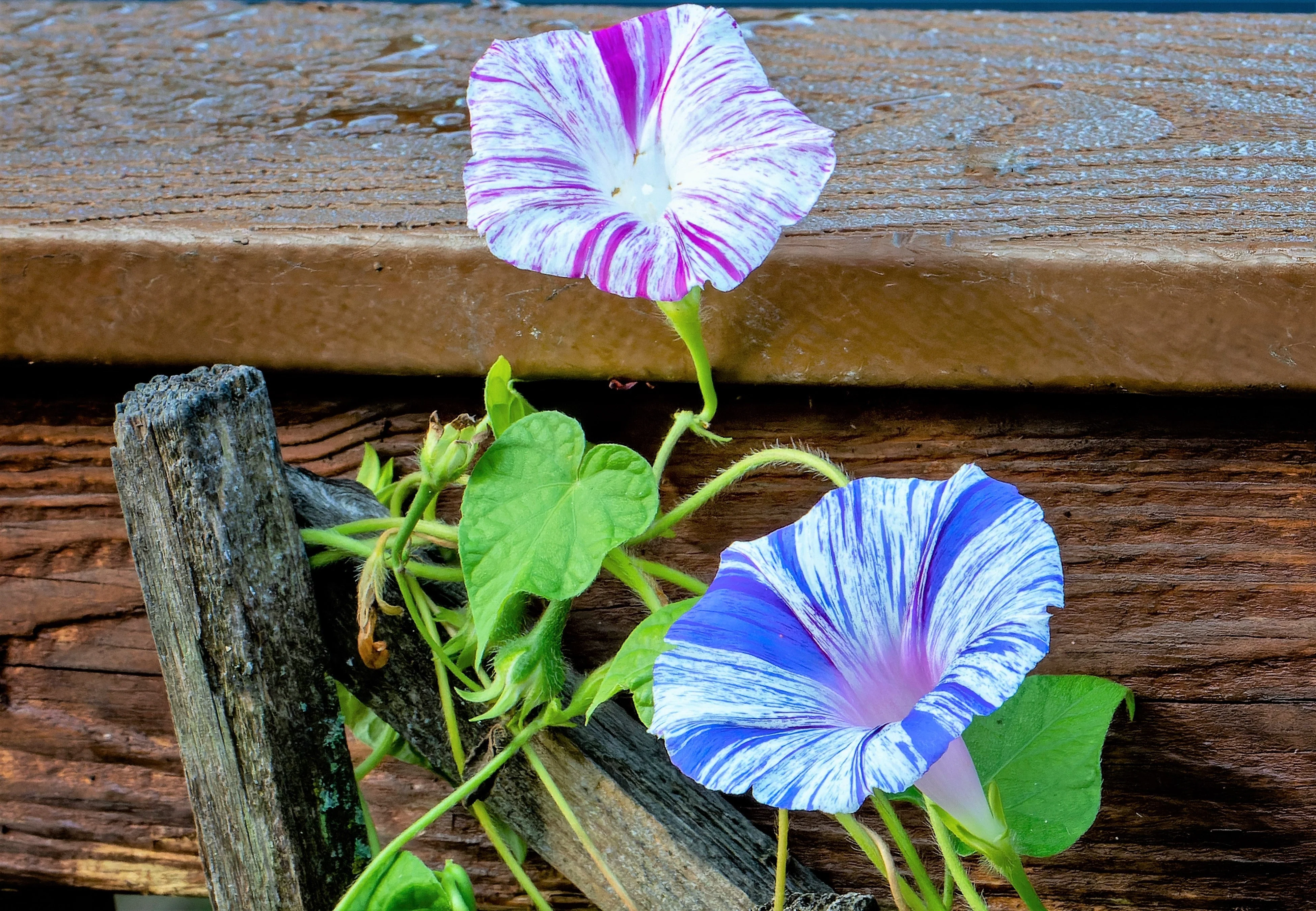 40 CARNEVALE di VENEZIA MORNING GLORY Pink & Purple with White Stripes Ipomoea Purpurea Flower Vine Seeds - Image 5